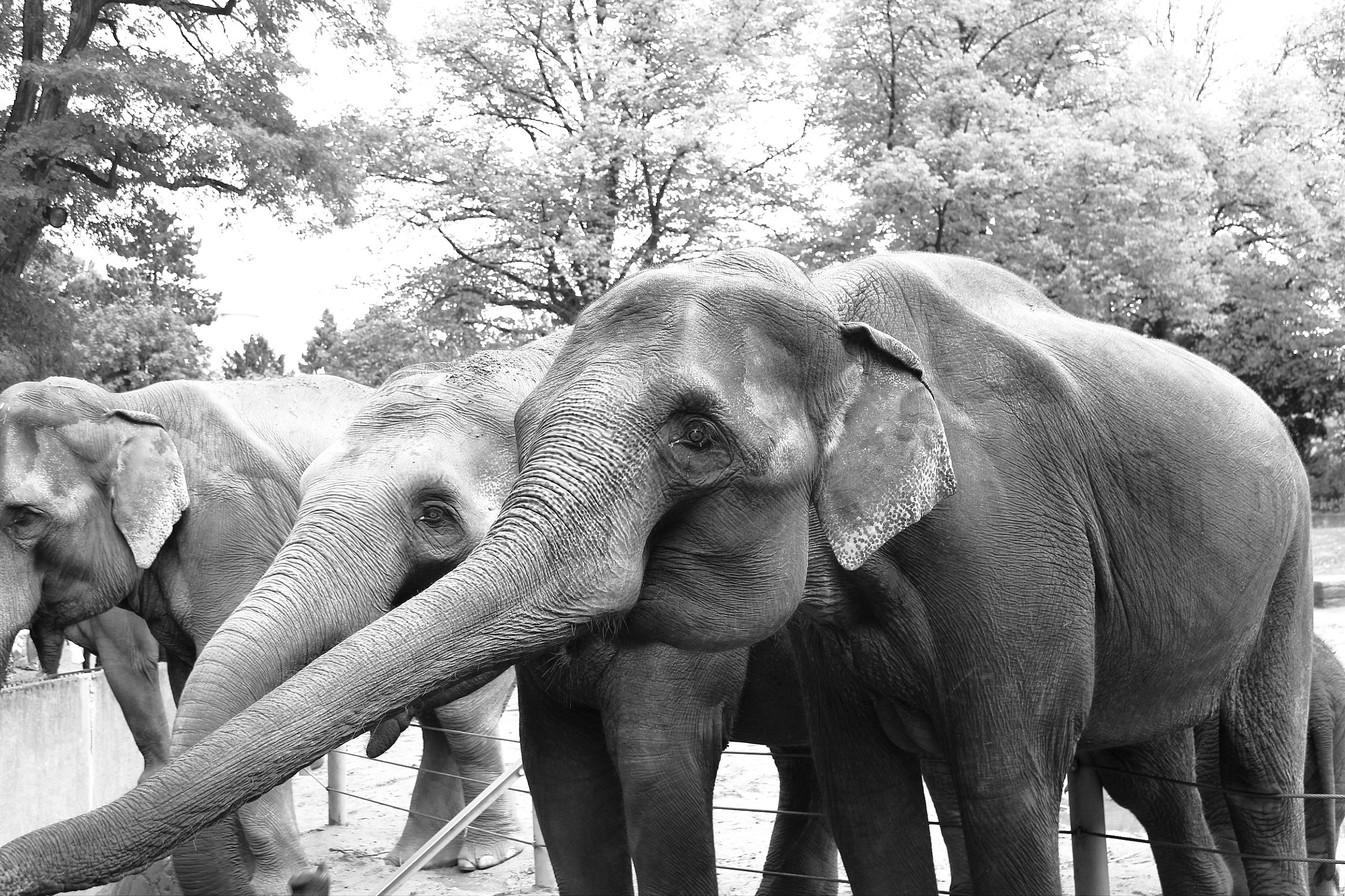 General 2500x1667 animals elephant mammals monochrome