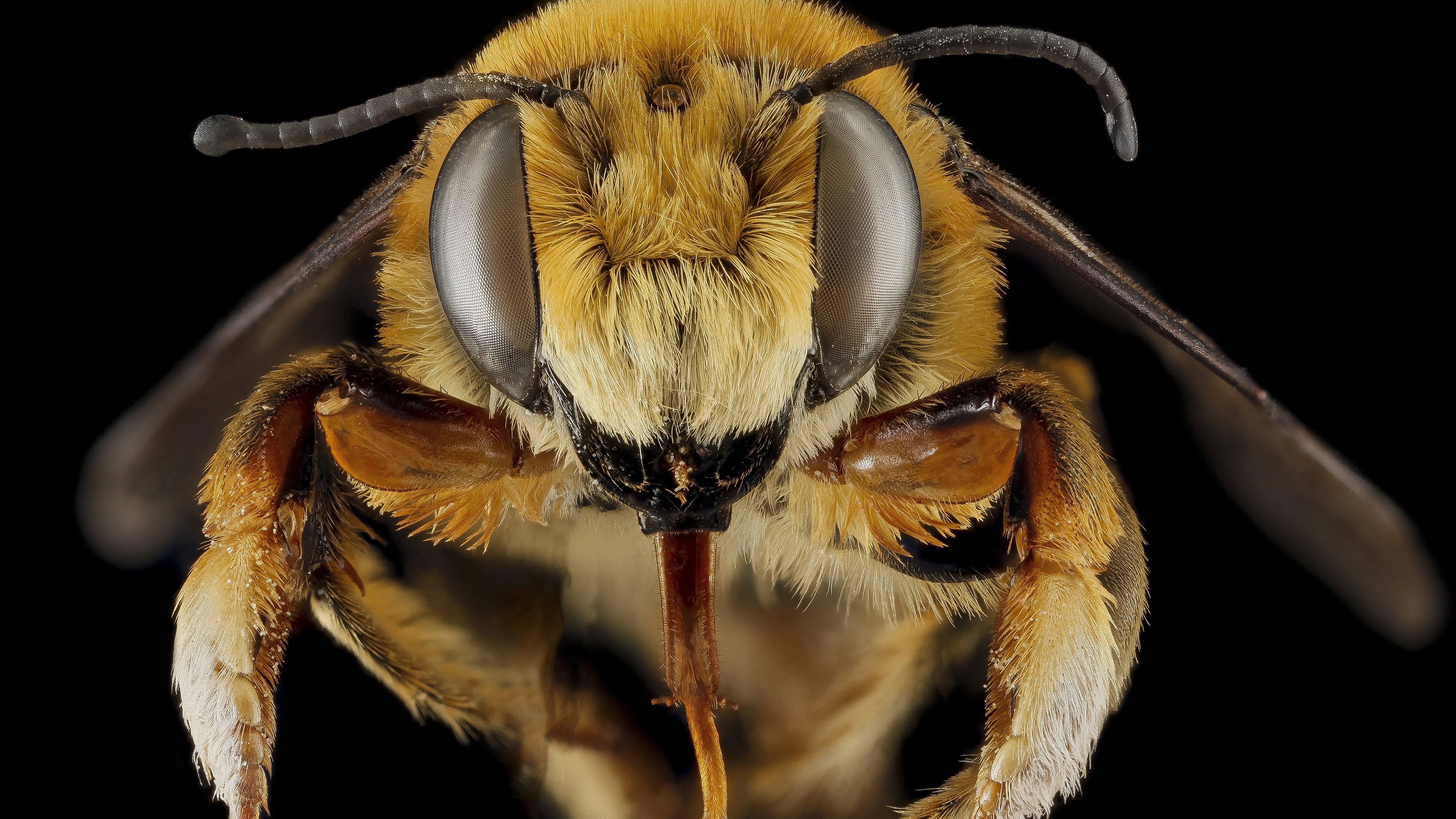 General 5150x2896 nature macro insect tentacles legs depth of field eyes bees black background wings animals