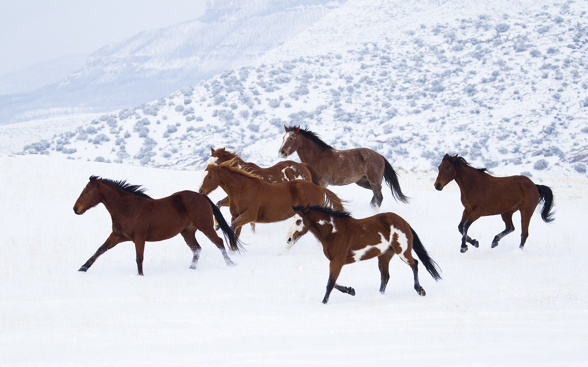 General 1920x1200 horse snow animals winter plains white wildlife running mammals