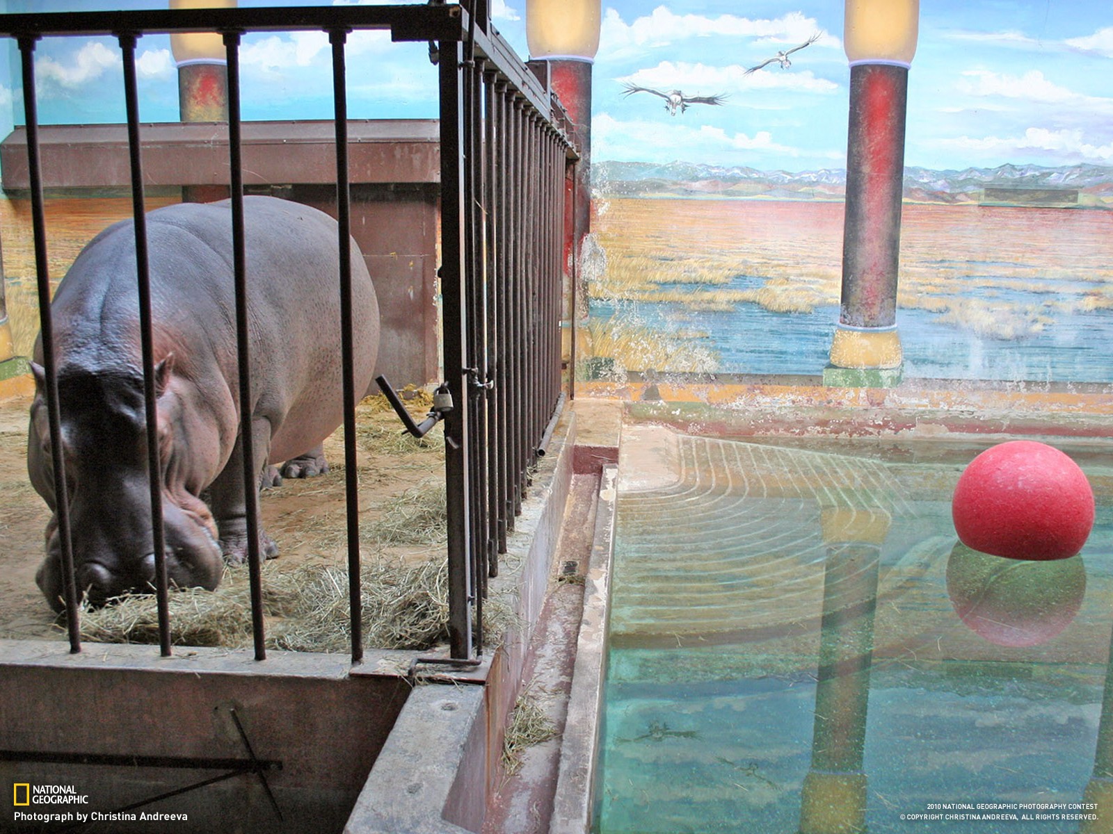 General 1600x1200 hippos cages animals National Geographic 2010 (Year)