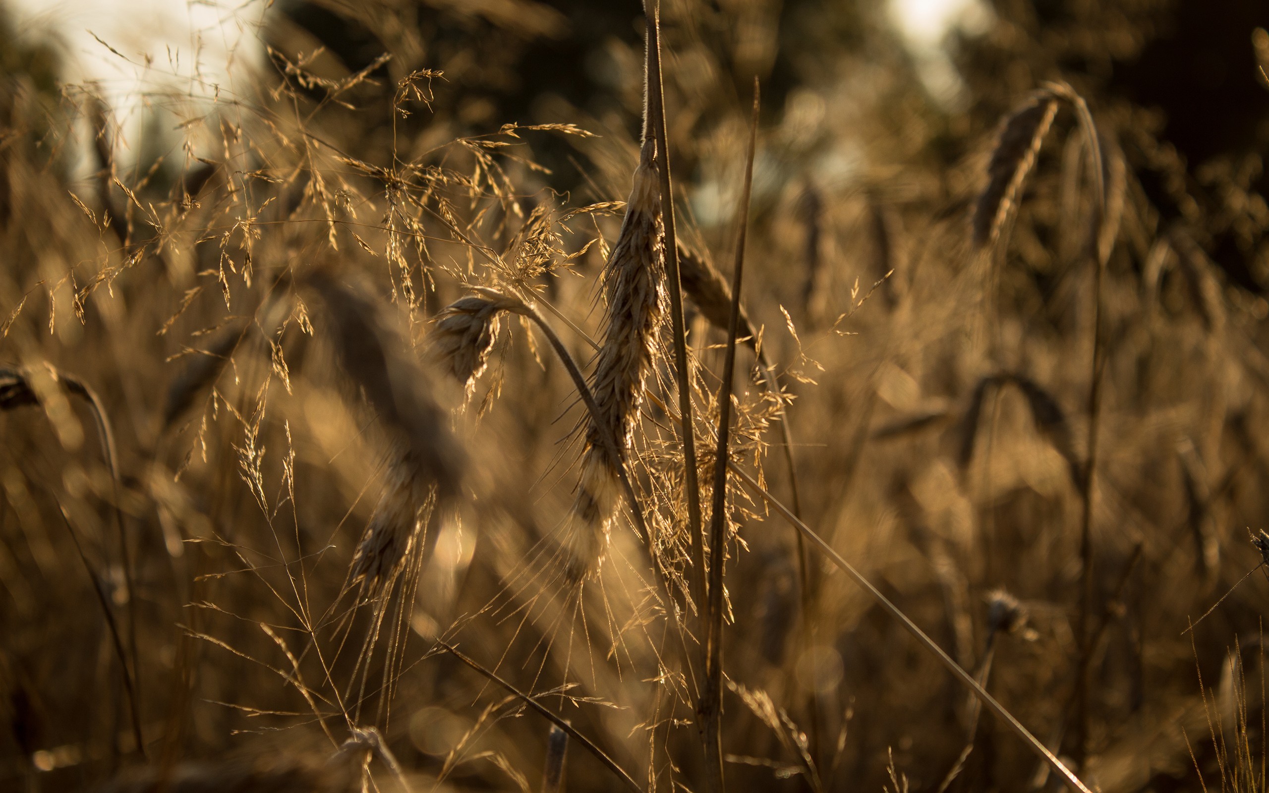 General 2560x1600 wheat plants outdoors