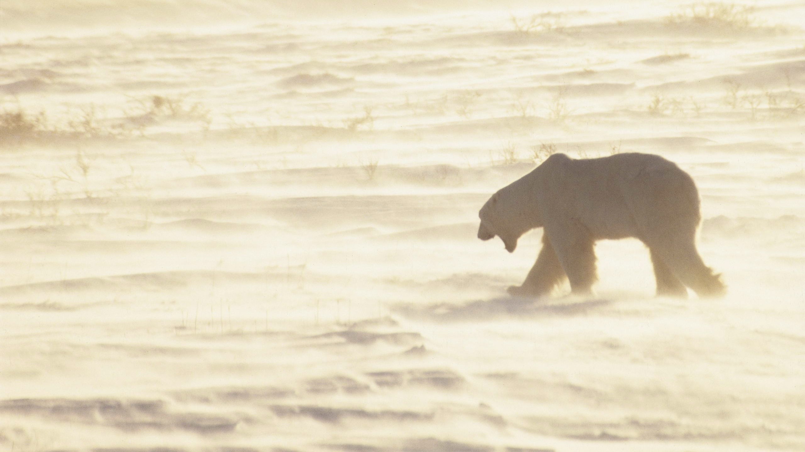 General 2560x1439 polar bears animals mammals snow wildlife winter nature