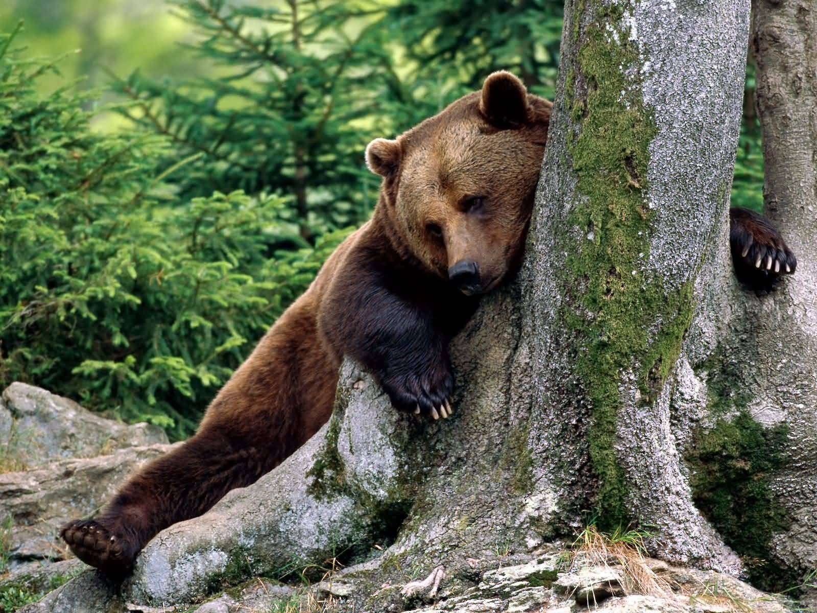 General 1600x1200 animals bears mammals trees