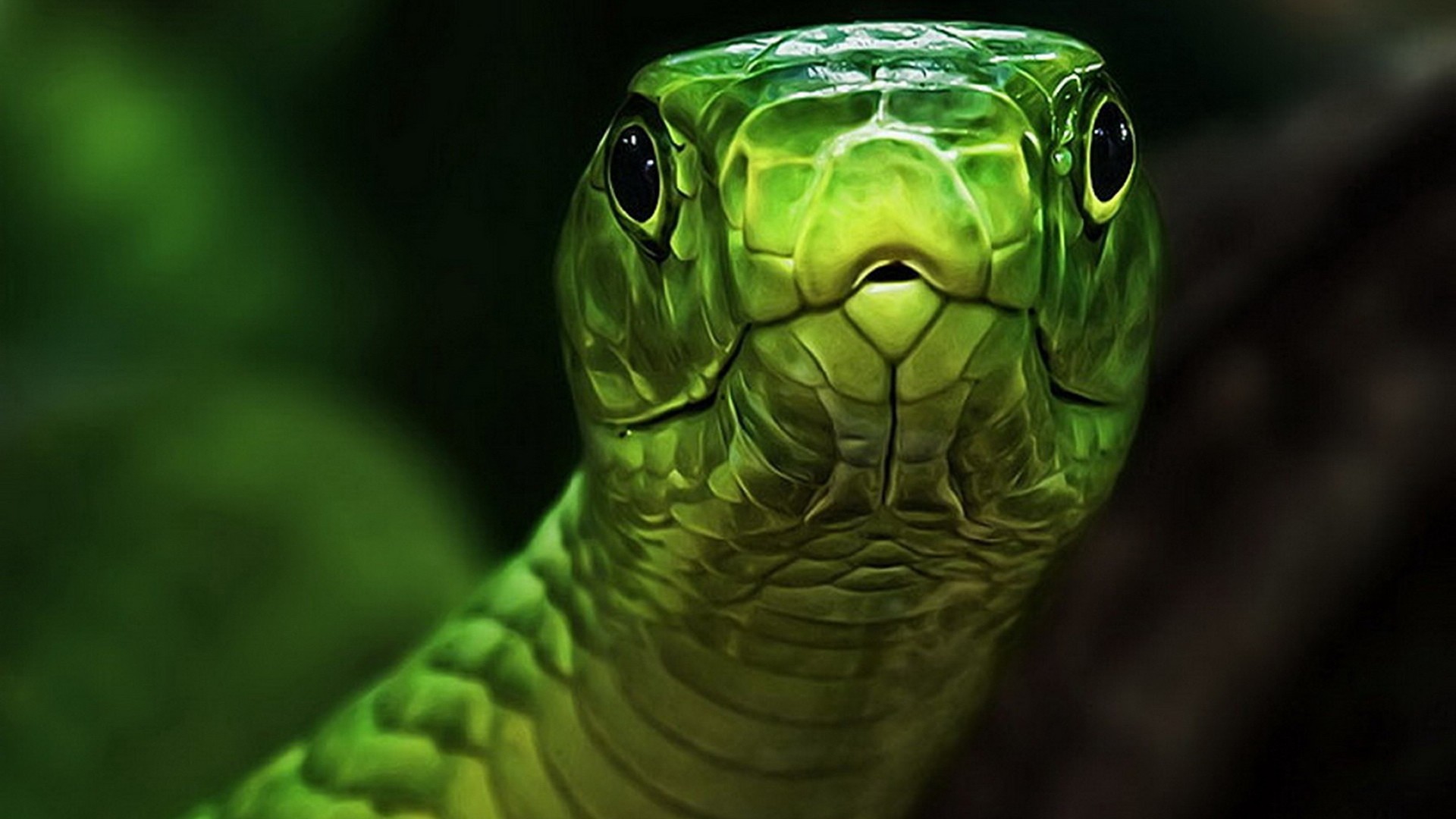 General 1920x1080 snake animals reptiles green closeup