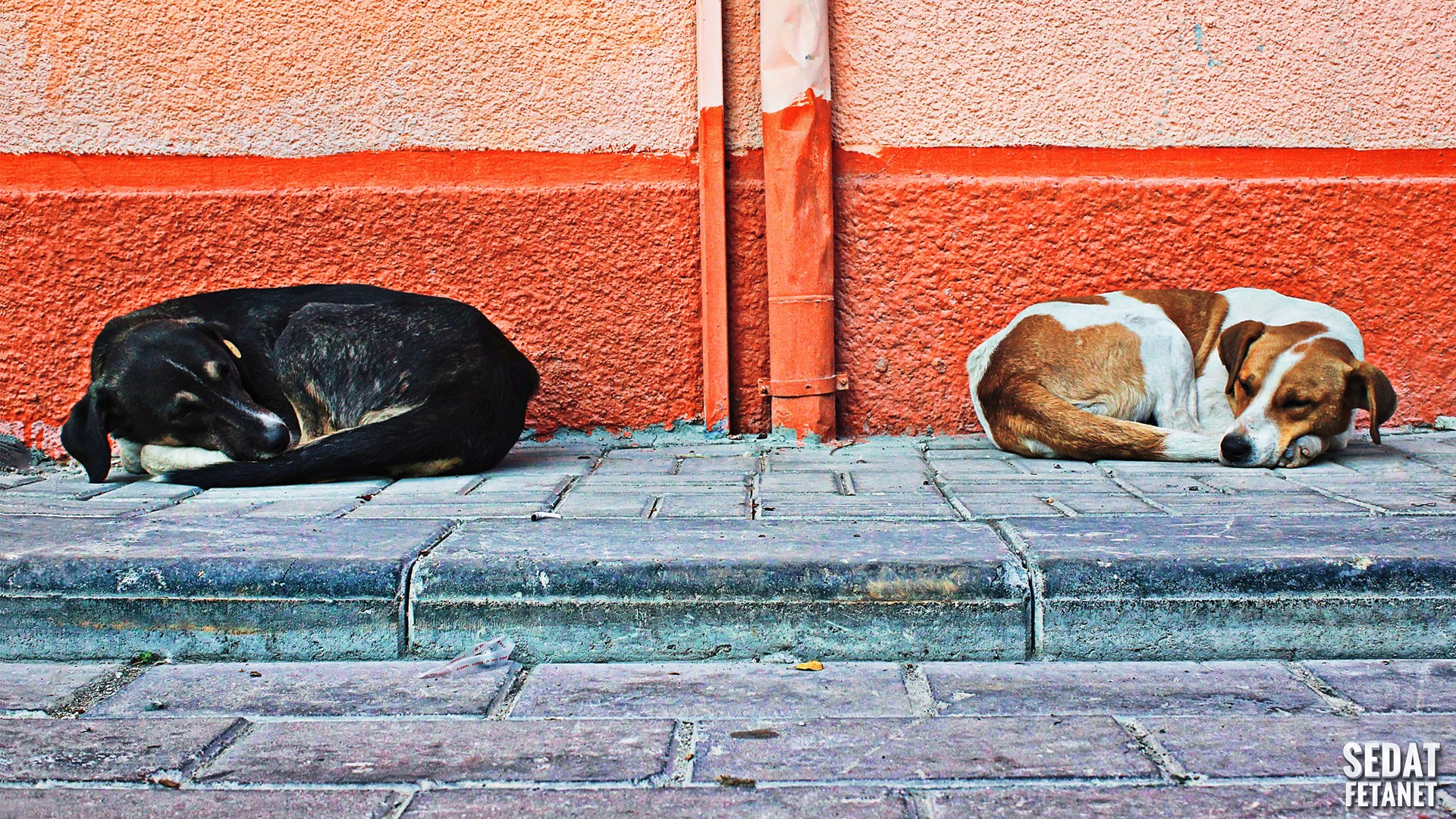General 1920x1080 dog animals street wall sleeping mammals urban