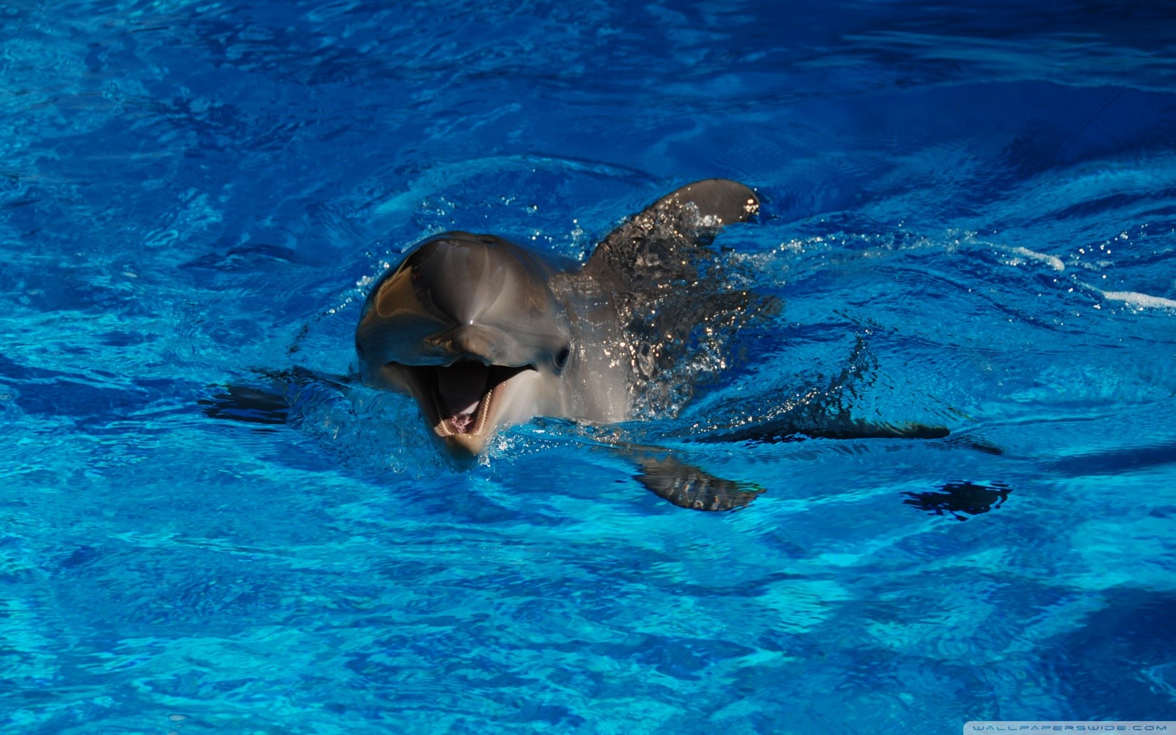 General 1680x1050 dolphin mammals animals