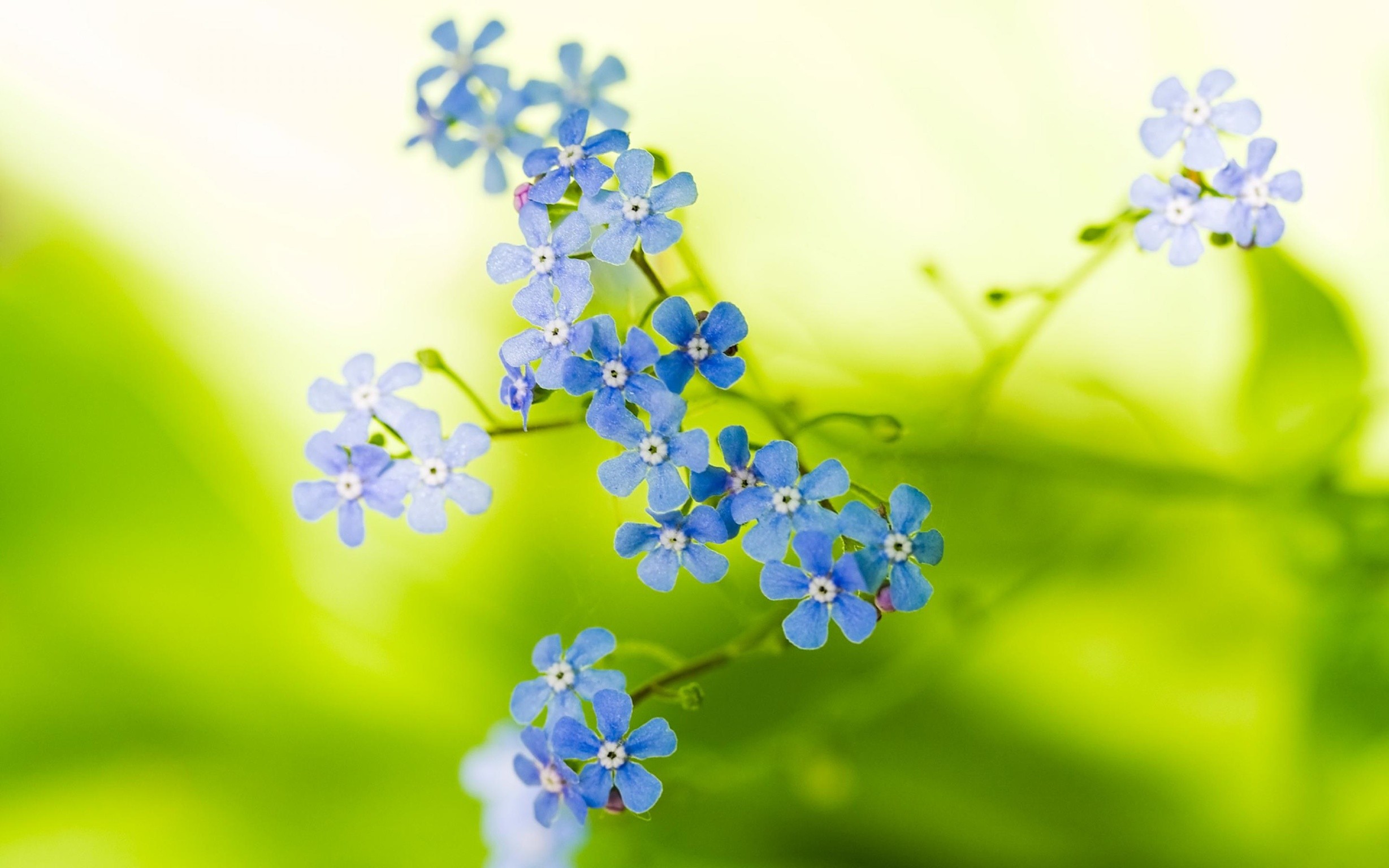 General 2457x1536 flowers blue flowers forget-me-nots plants closeup