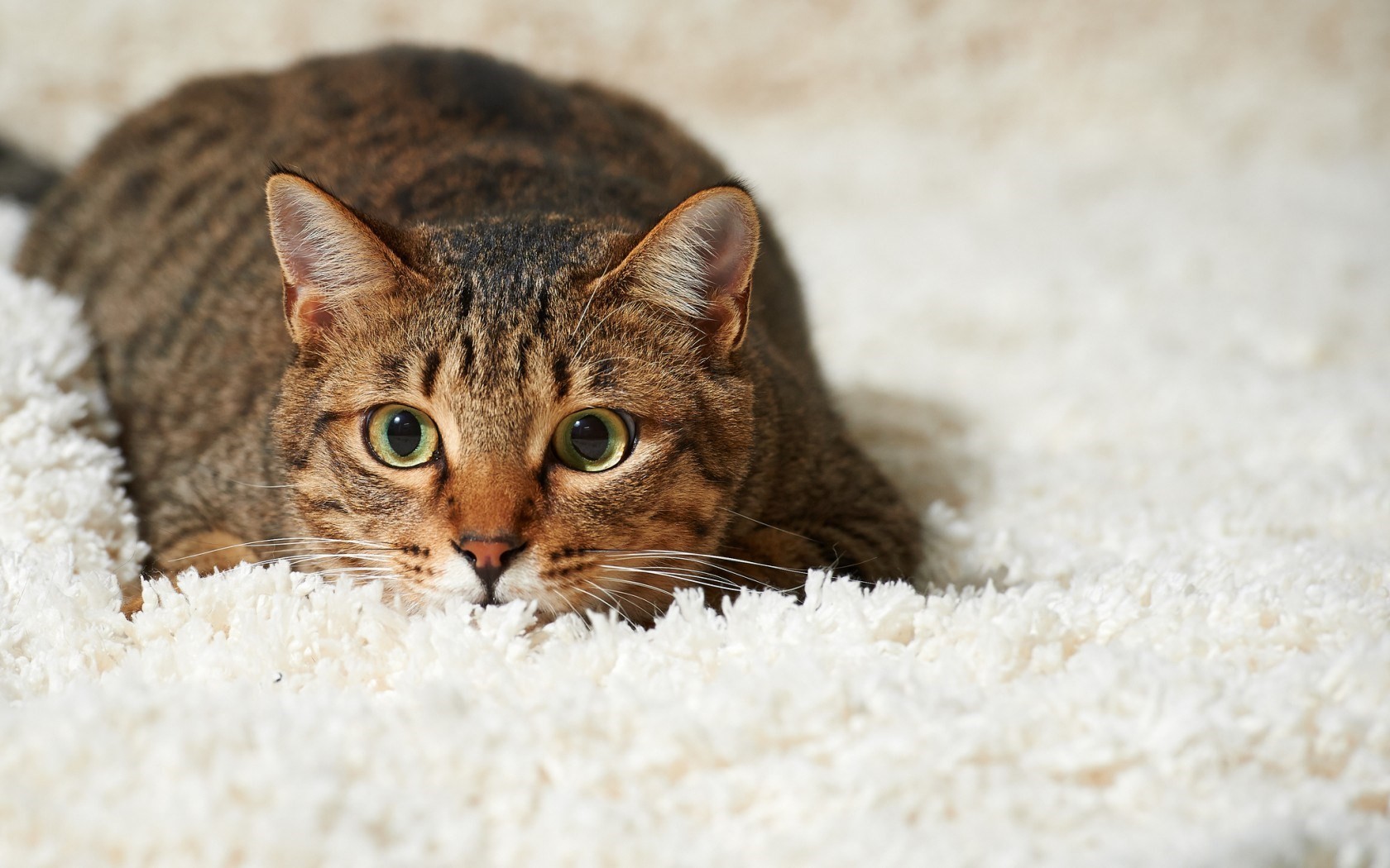 General 1680x1050 animals carpet cats indoors mammals