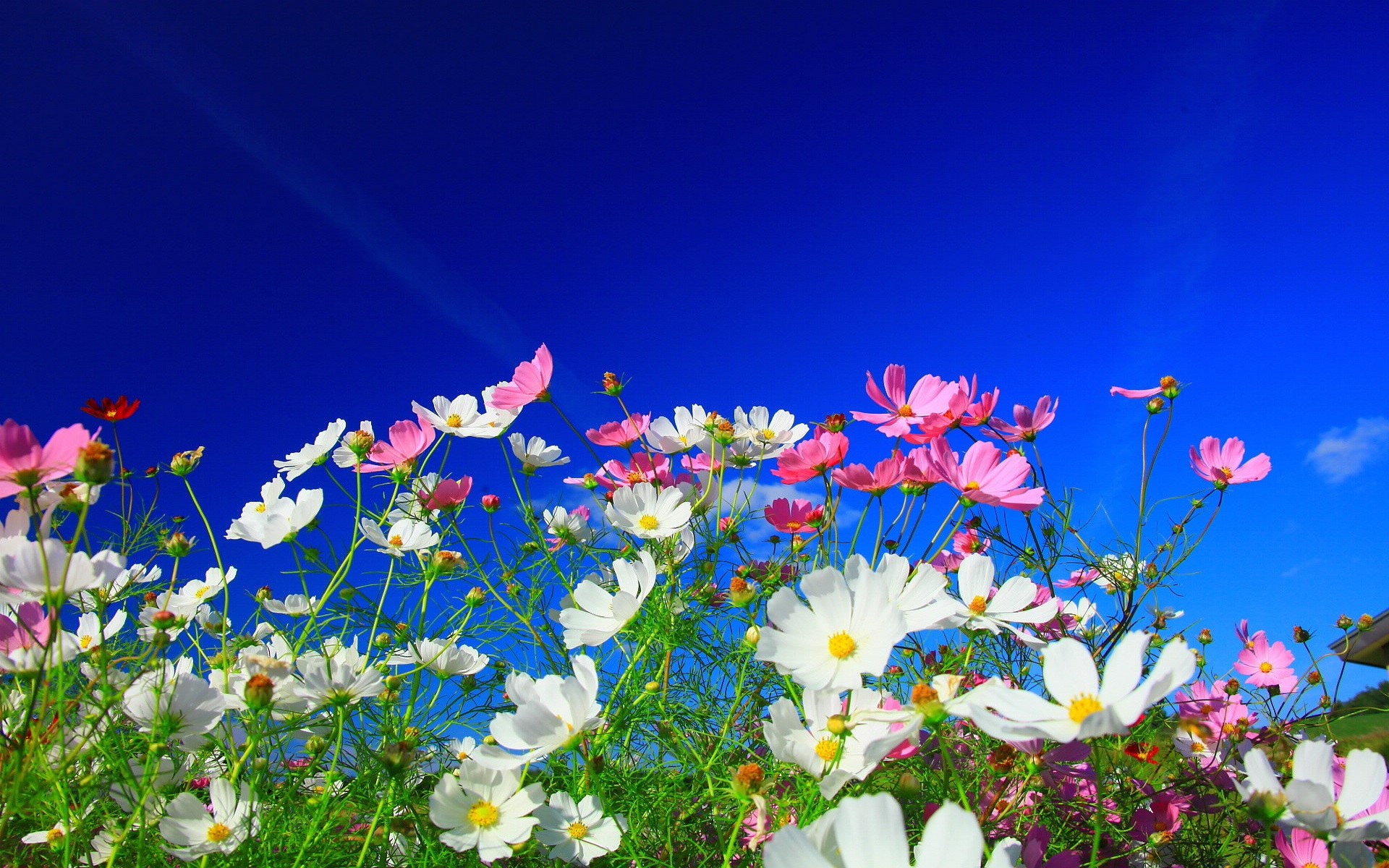 General 1920x1200 flowers nature white flowers pink flowers Cosmos (flower) plants colorful