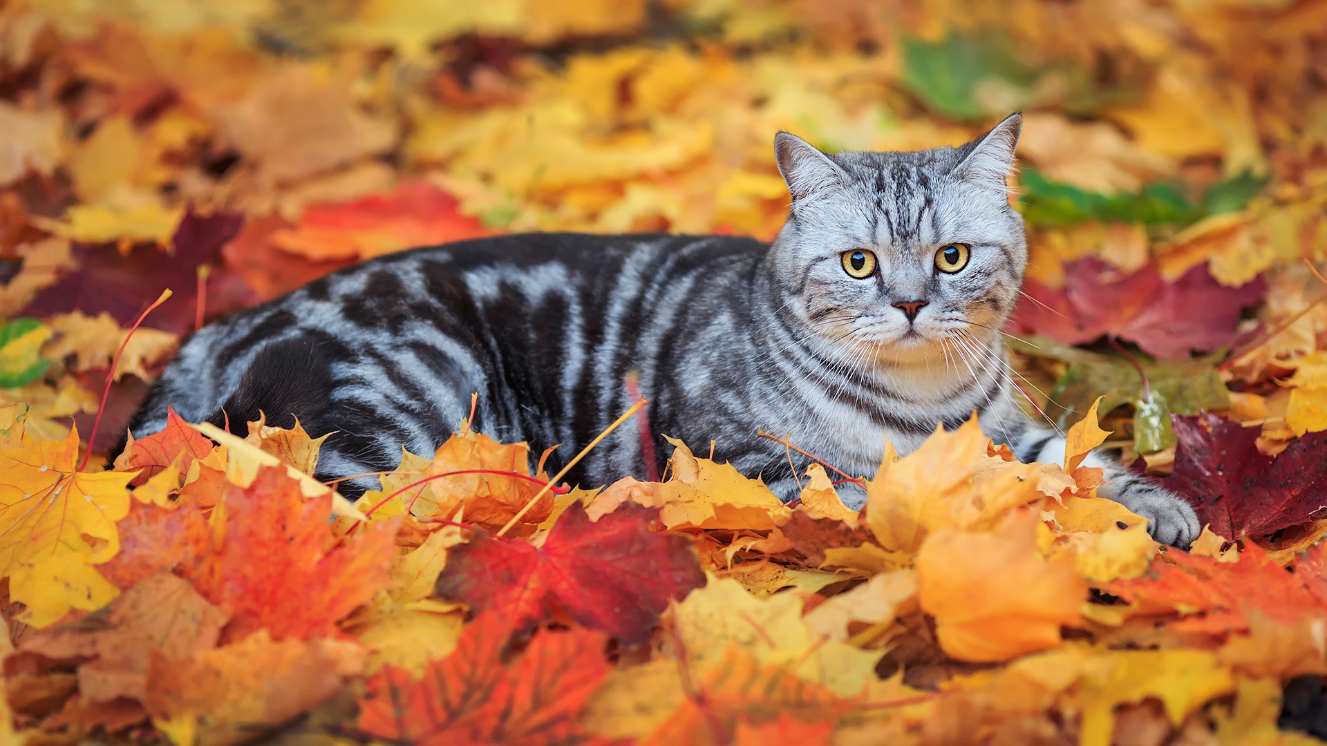 General 1920x1080 leaves fall animals cats mammals fallen leaves outdoors