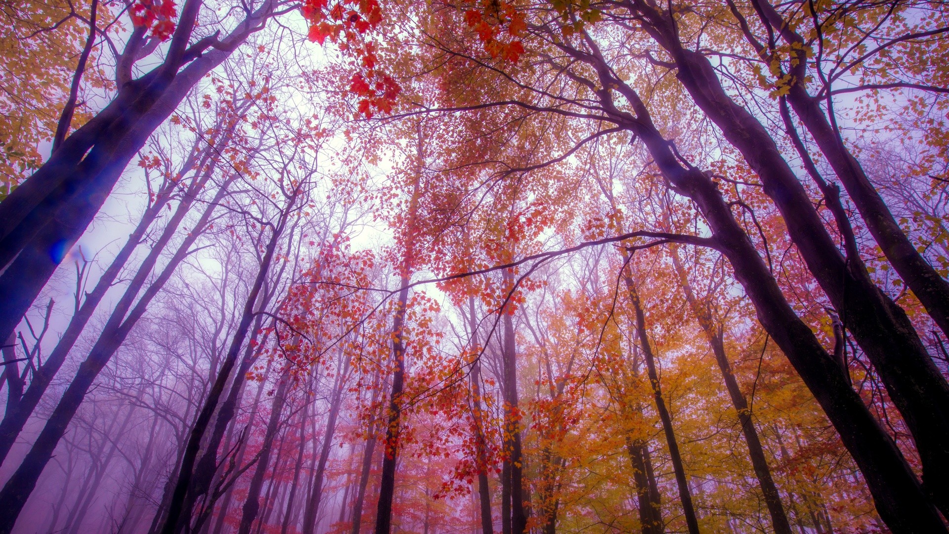 General 1920x1080 trees mist fall color correction forest low-angle nature