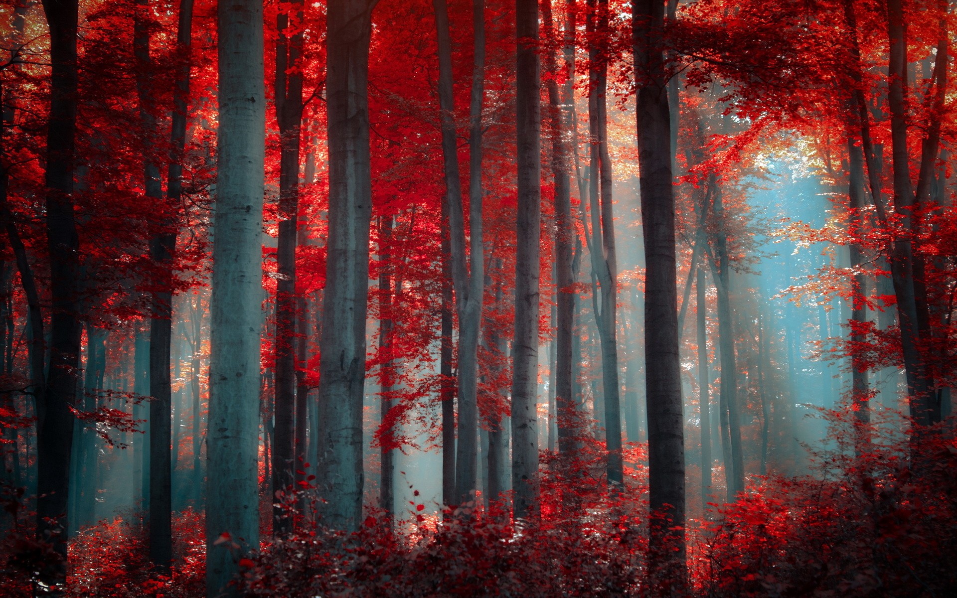 General 1920x1200 red forest nature trees
