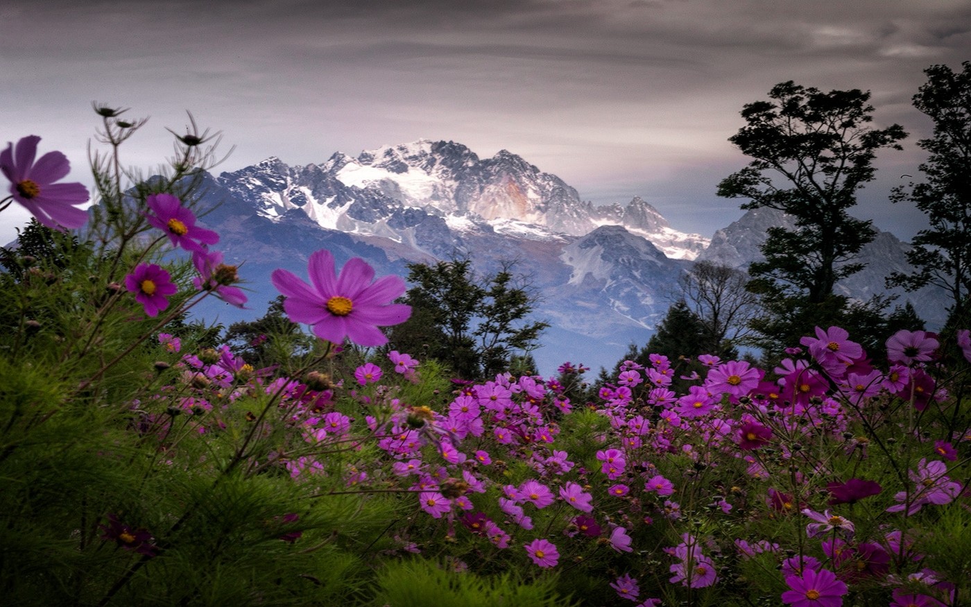 General 1400x875 landscape nature spring mountains wildflowers trees snowy peak shrubs clouds China