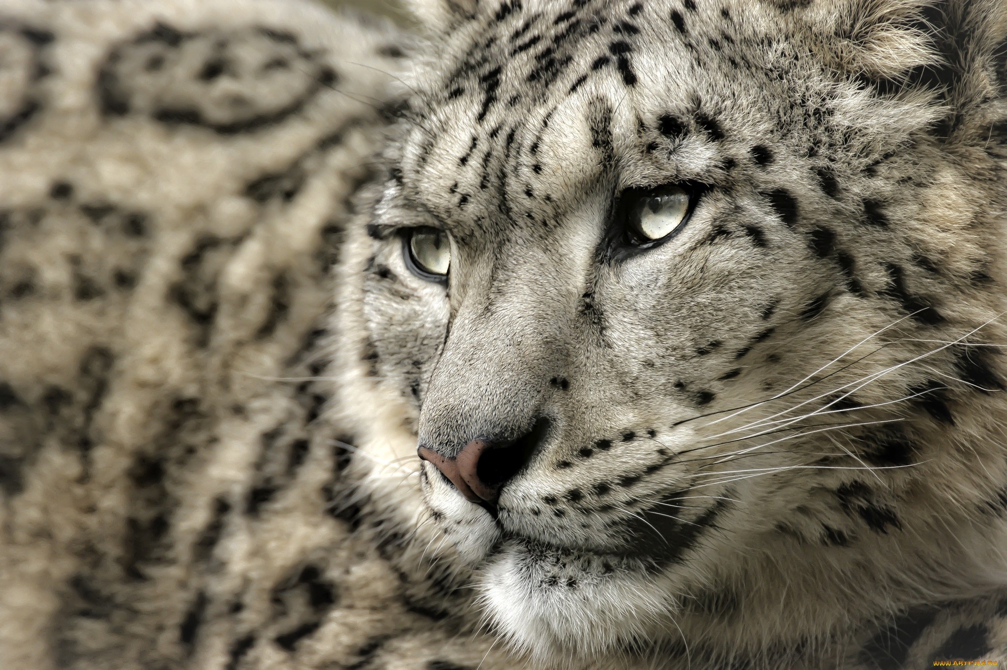 General 2048x1363 leopard snow leopards closeup animals mammals animal eyes big cats