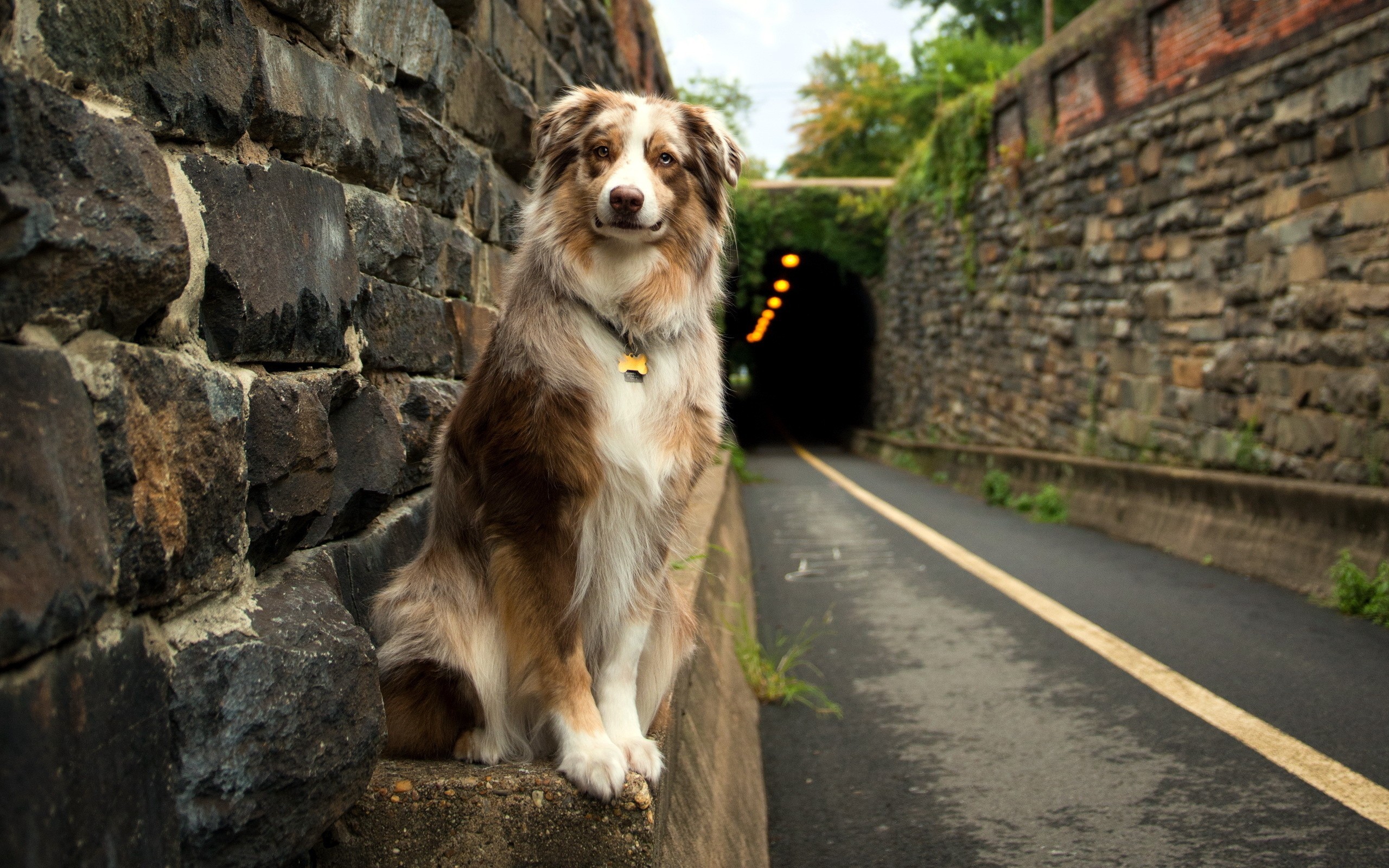 General 2560x1600 dog animals road tunnel Australian Shepherd bricks stones mammals