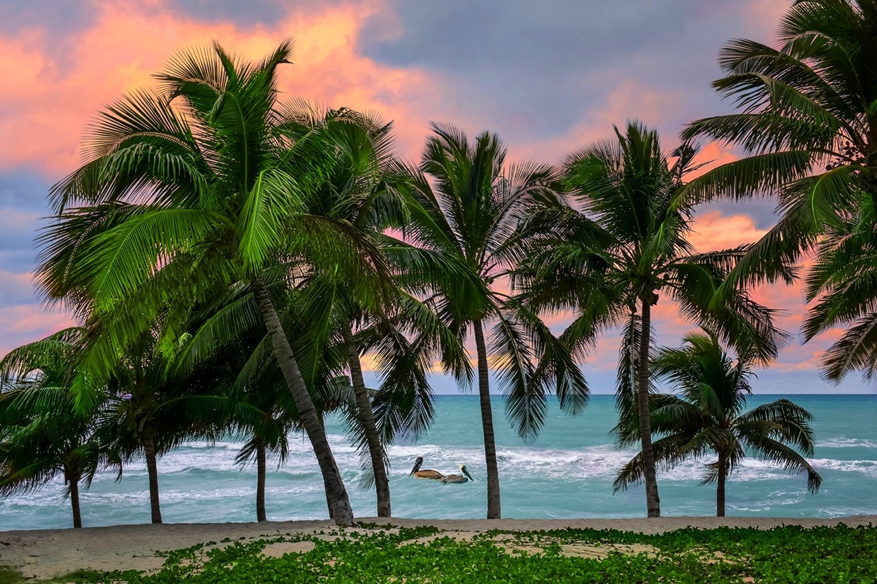 General 1280x853 Caribbean tropical beach Cuba sea island pelicans palm trees sand nature landscape