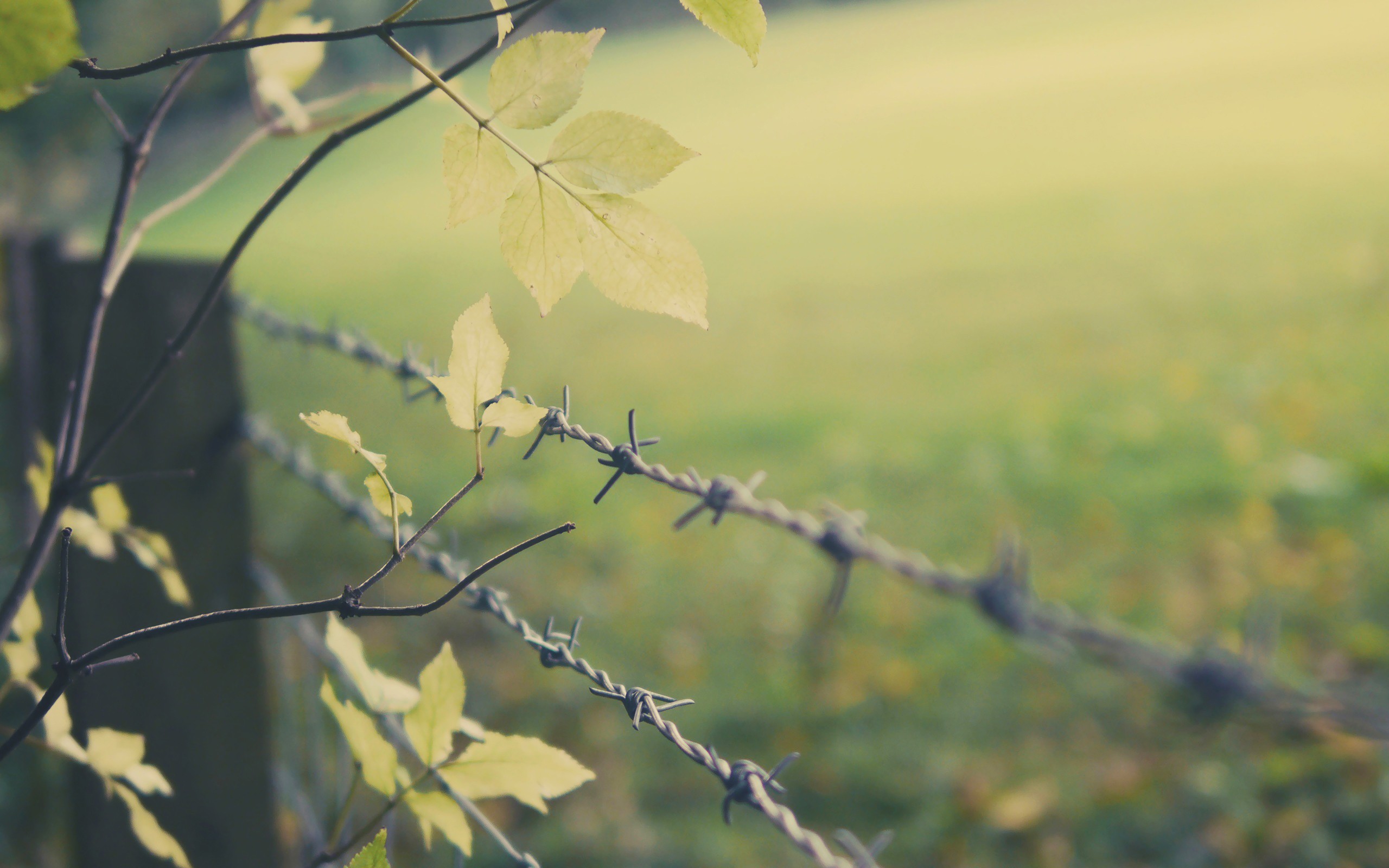General 2560x1600 fence depth of field leaves barbed wire trees branch