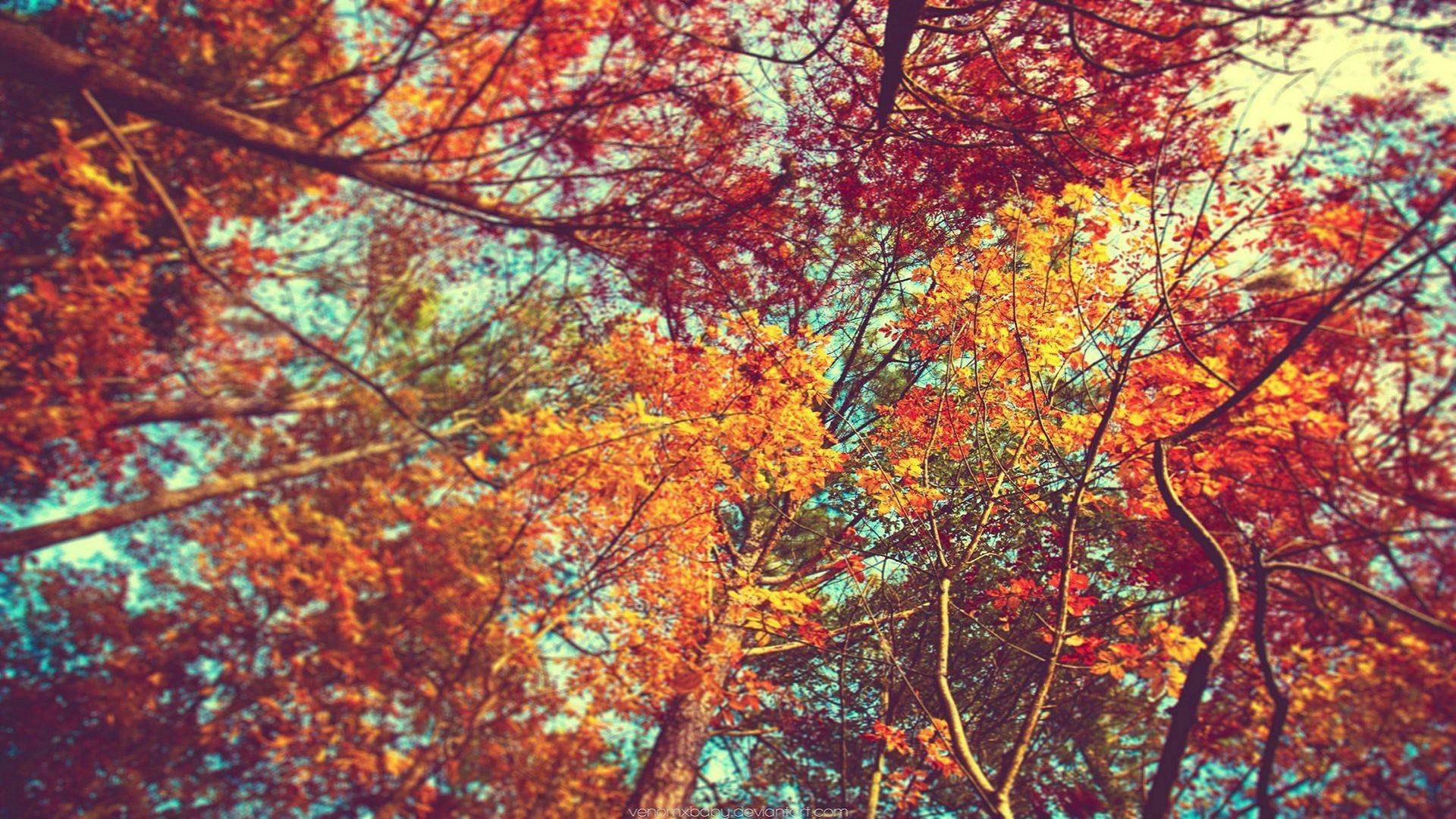 General 1920x1080 trees leaves colorful branch fall plants nature worm's eye view