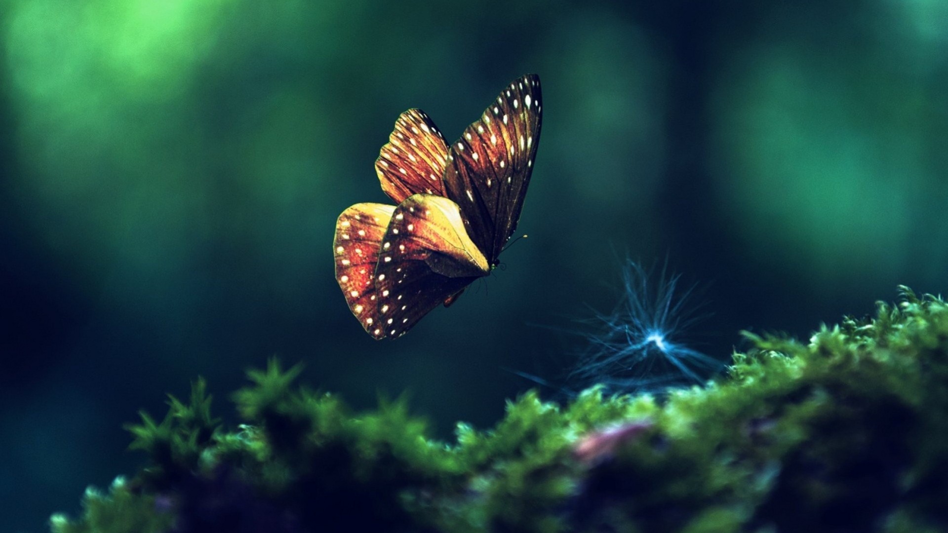 General 1920x1080 nature butterfly insect macro moss animals green background