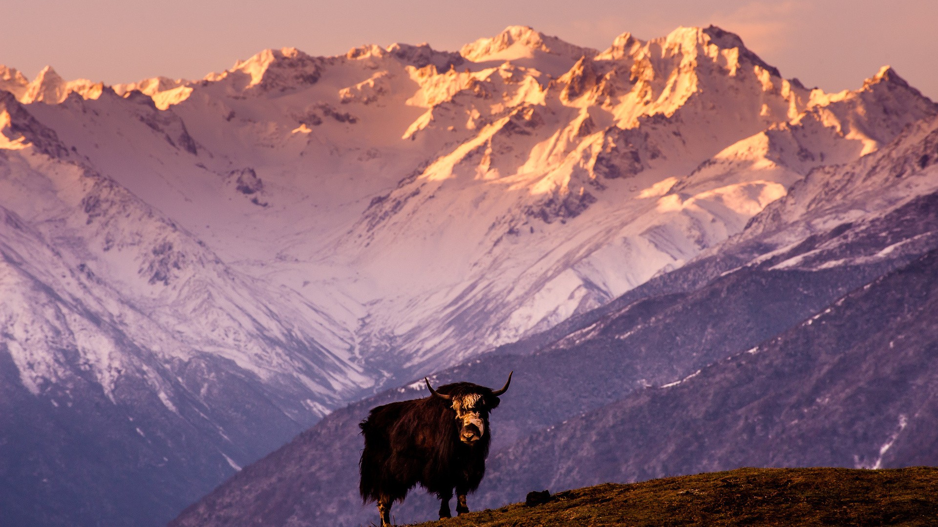 General 1920x1080 nature animals landscape yaks Himalayas Tibet hills mountains snow snowy peak sunlight Asia mammals