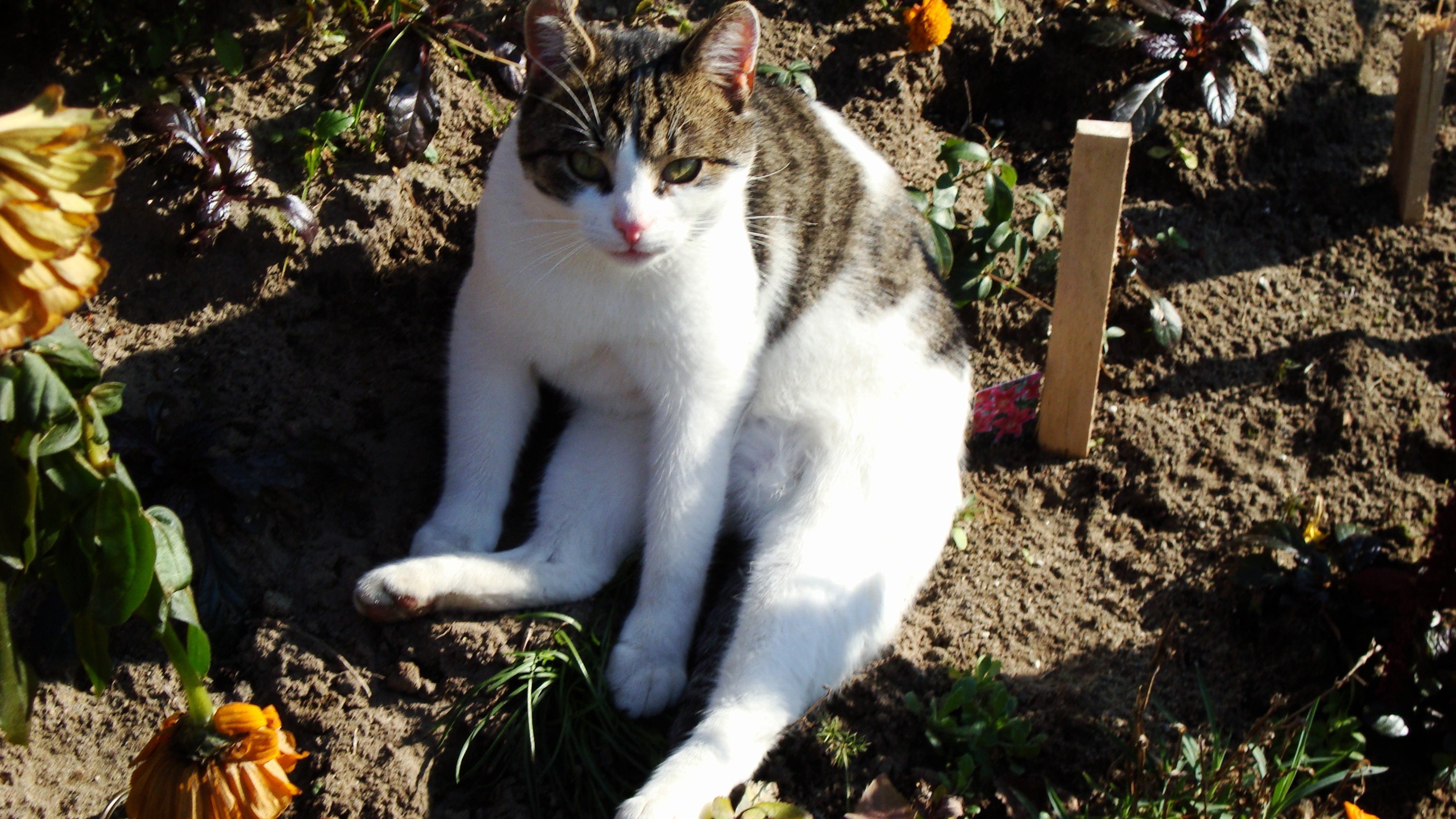 General 3072x1728 cats animals feline white outdoors dirt mammals closeup