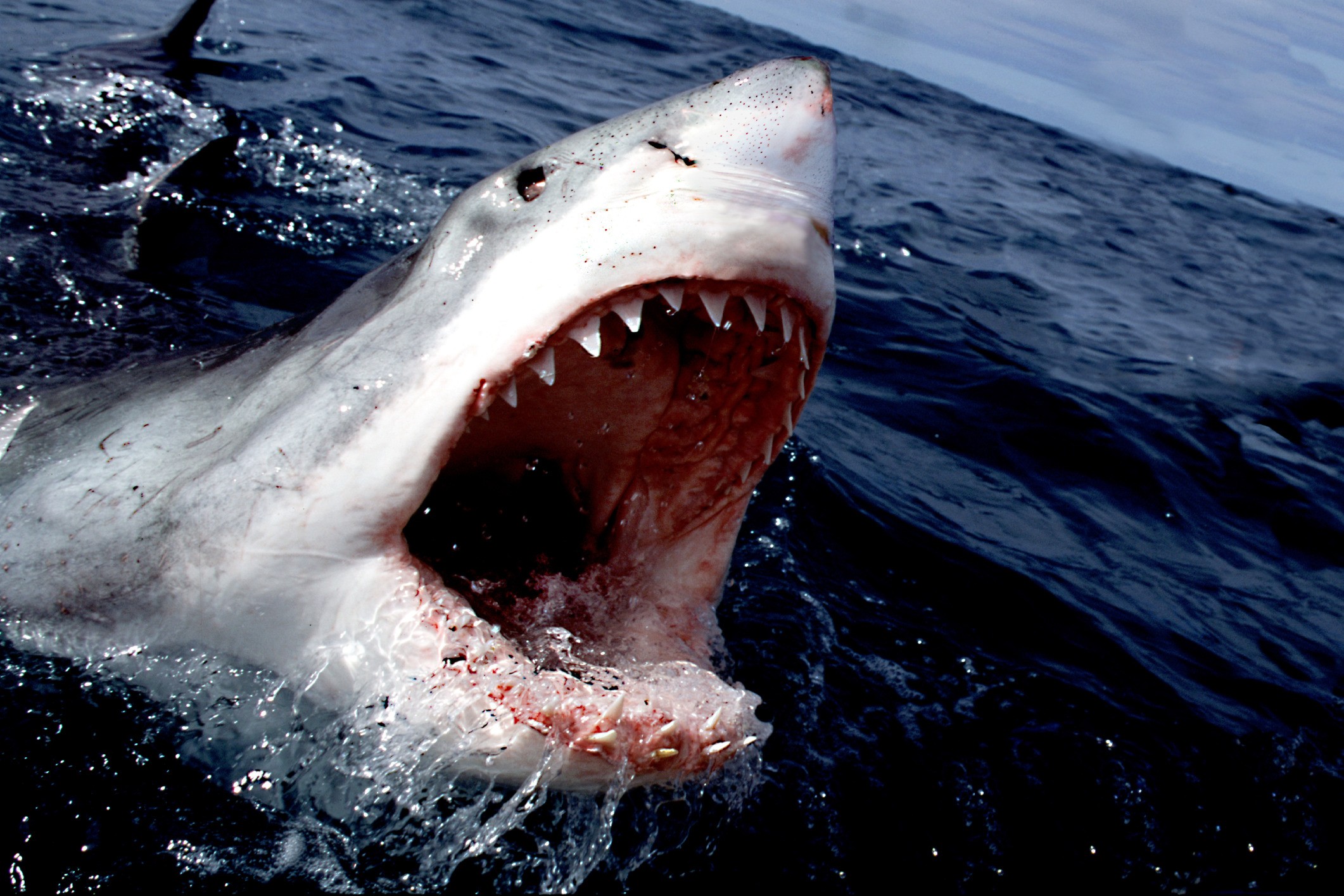 General 2122x1415 shark Great White Shark sea animals nature pointy teeth open mouth fish closeup water