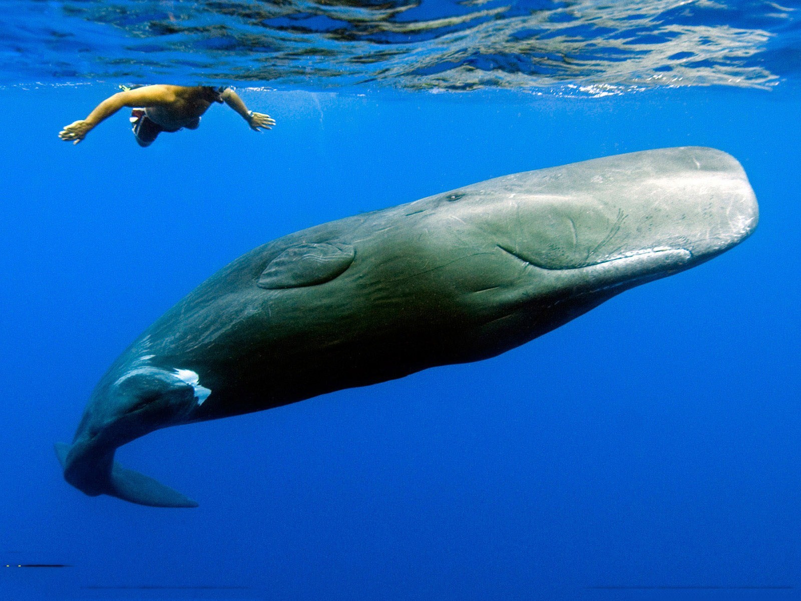 General 1600x1200 whale Sperm Whale mammals men sea animals underwater