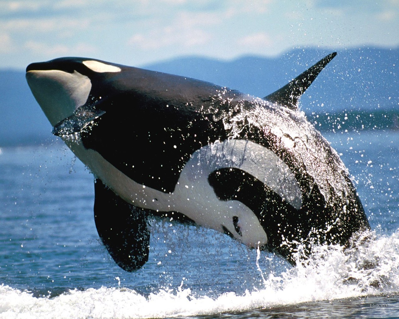 General 1280x1024 orca sea splashes animals mammals