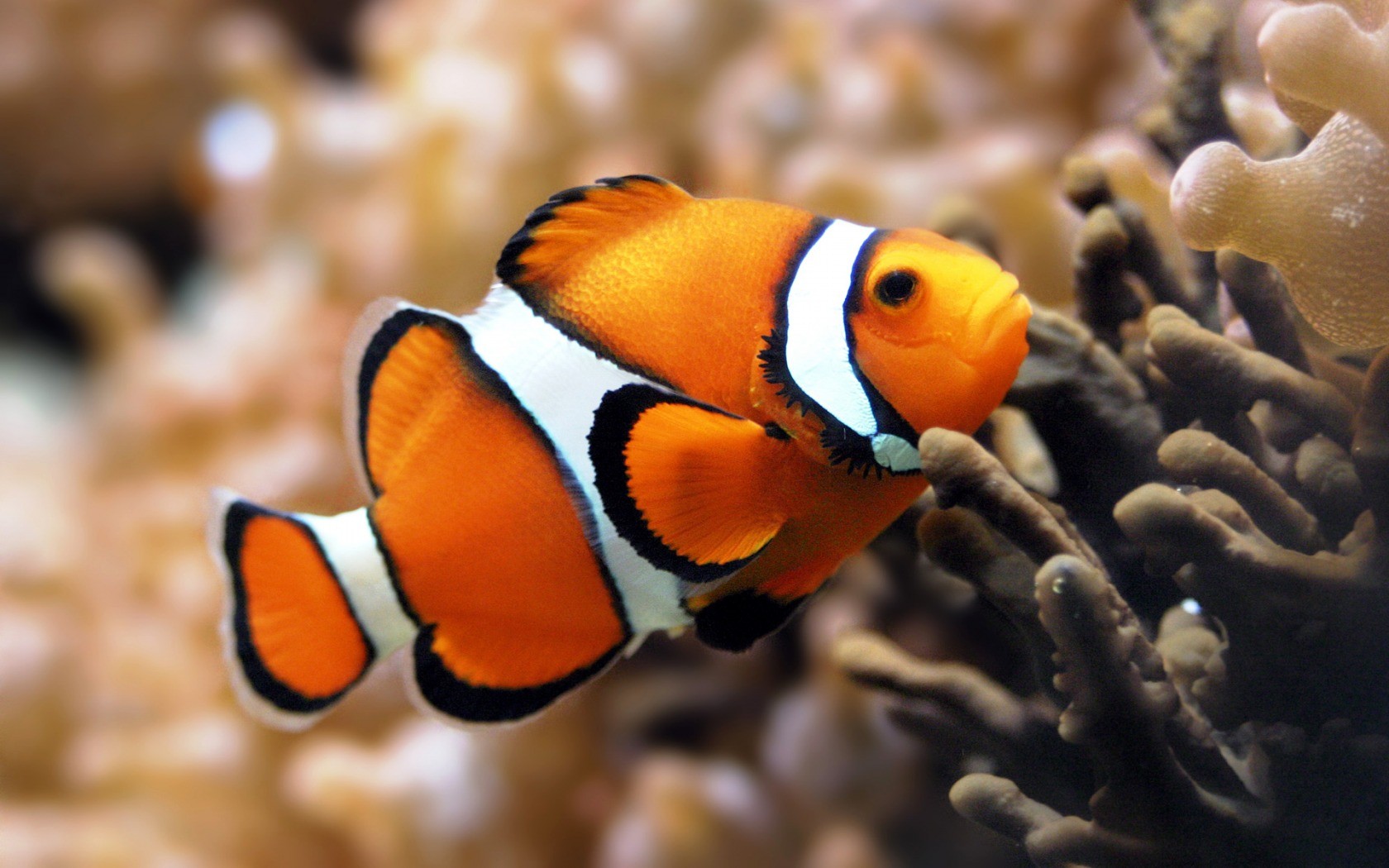 General 1680x1050 clownfish fish underwater coral animals nature