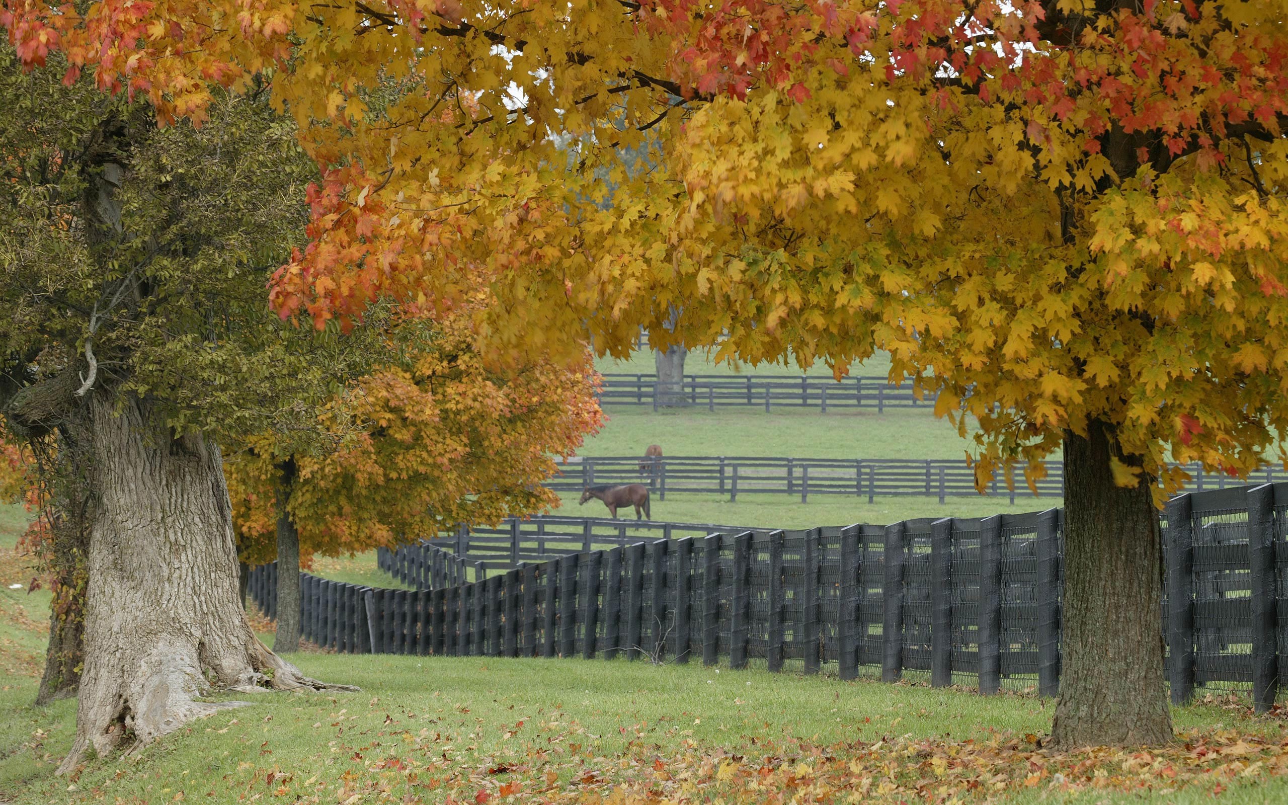 General 2560x1600 animals horse mammals trees fence