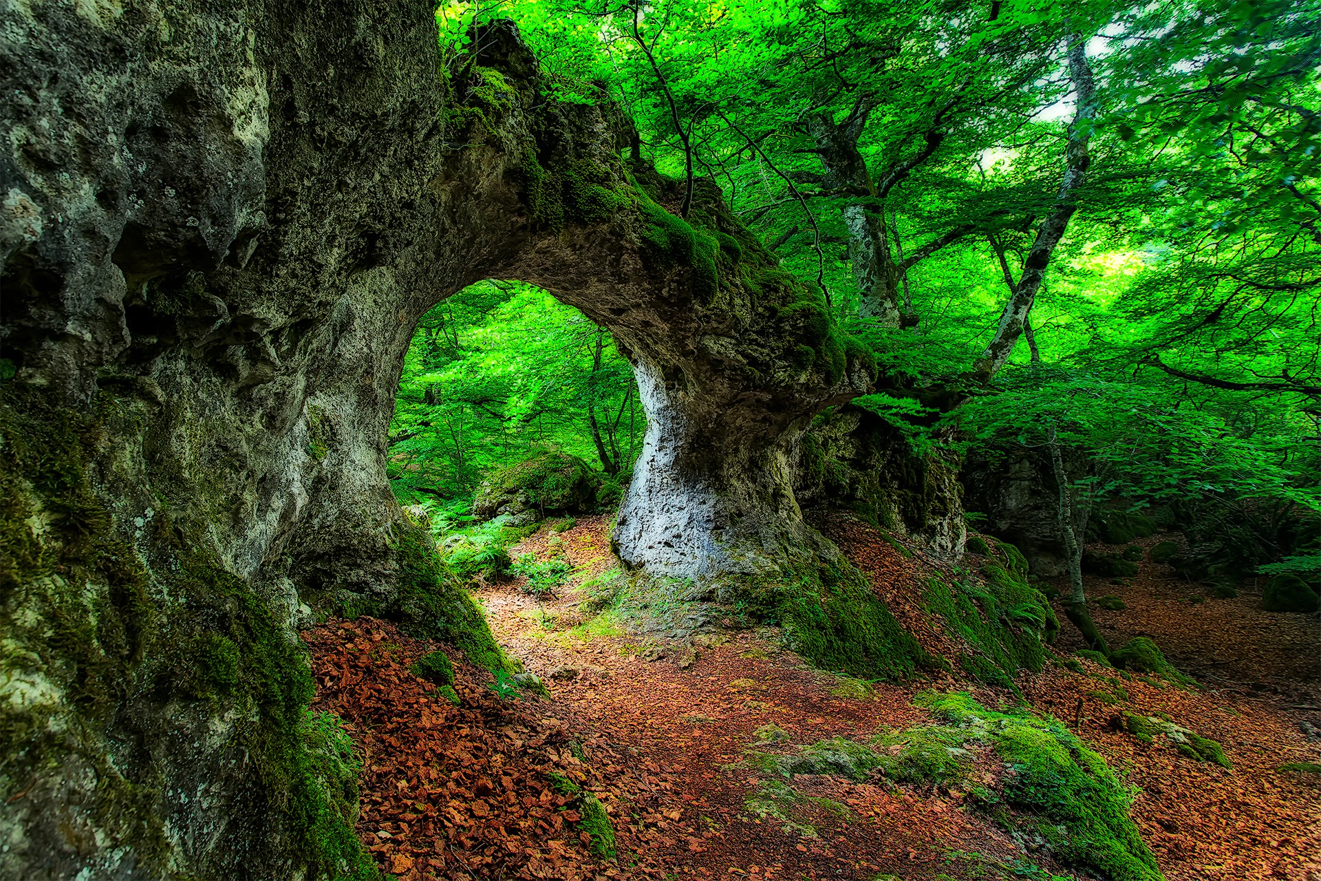 General 1920x1280 forest leaves moss green arch rocks plants outdoors nature