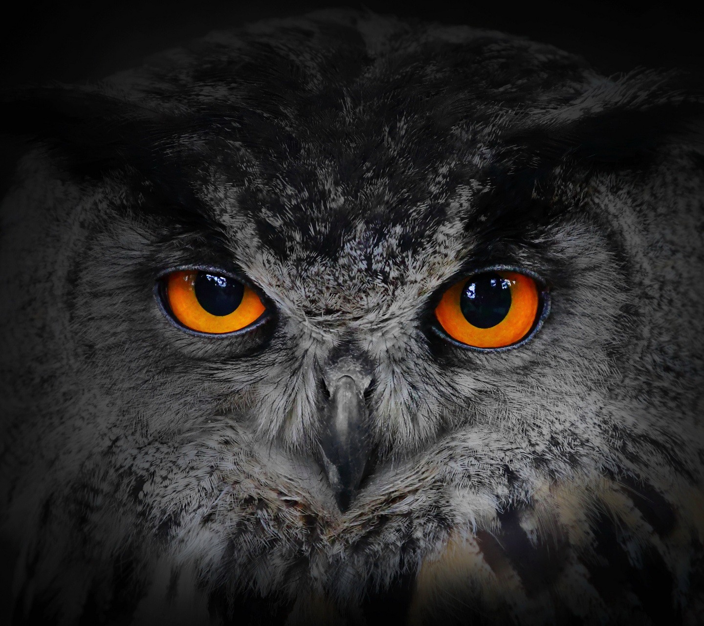 General 1440x1280 owl orange eyes animals birds animal eyes closeup