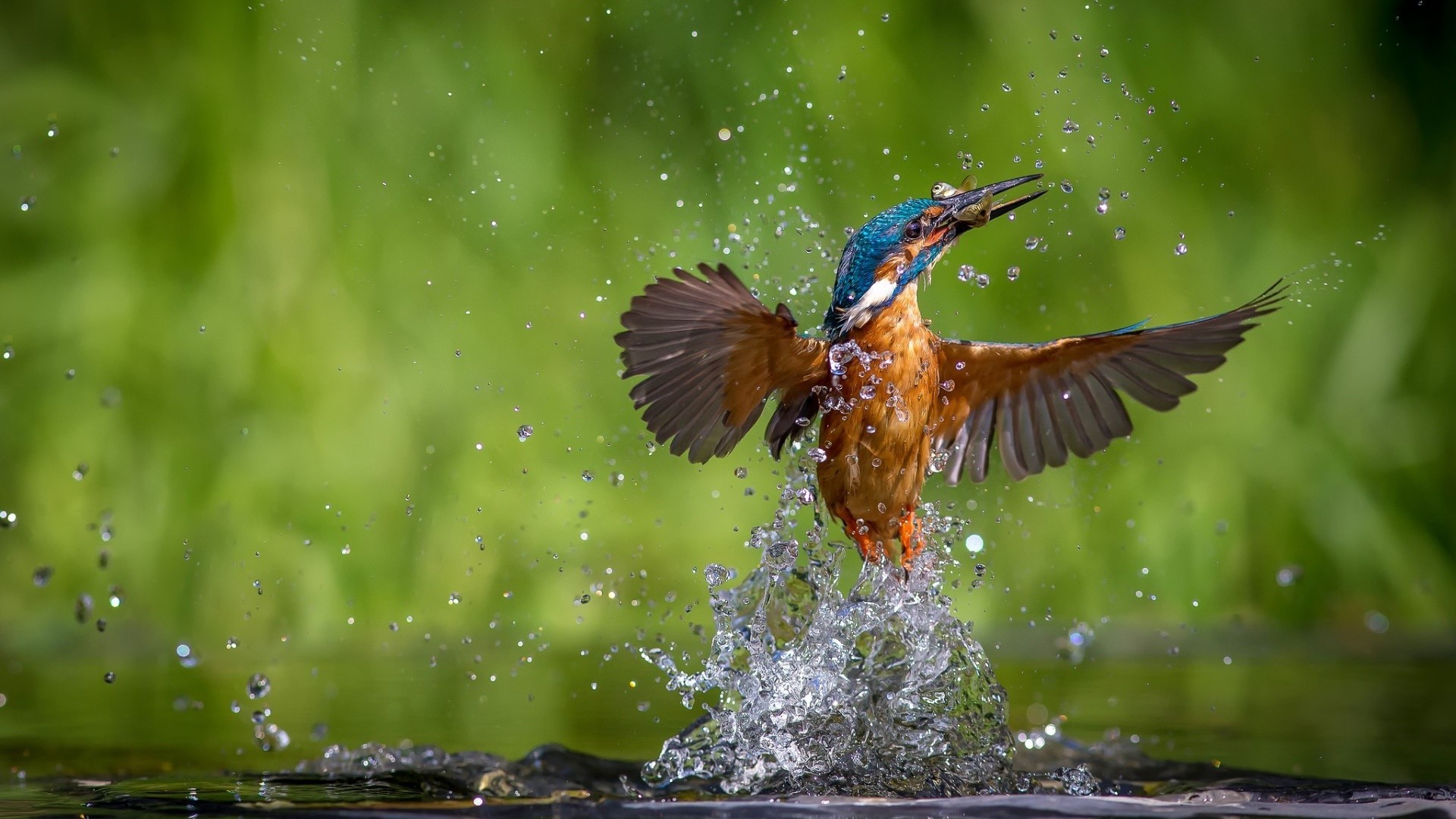 General 1920x1080 nature animals birds kingfisher water drops green background long exposure water