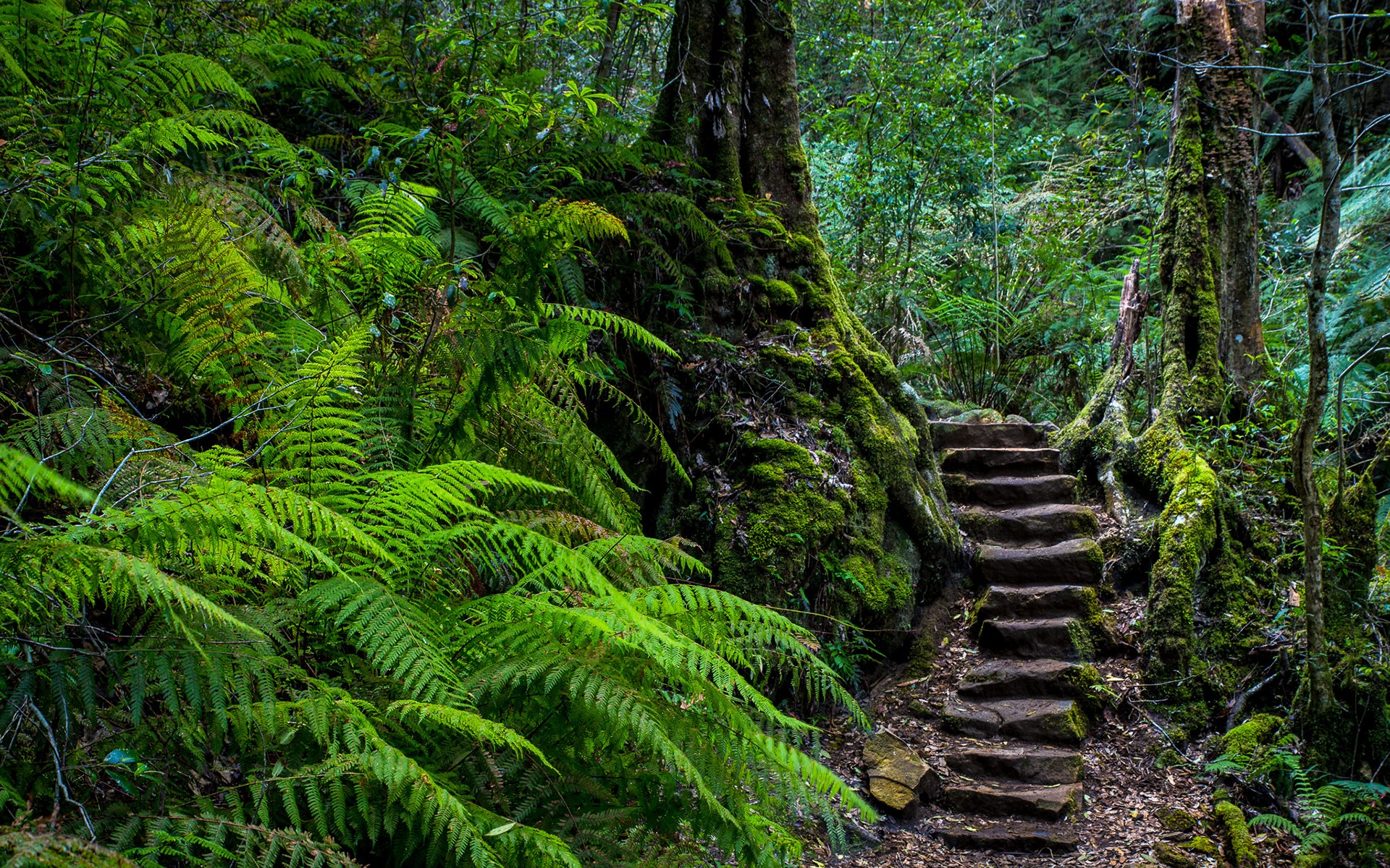 General 1920x1200 stairs ferns forest nature outdoors plants path