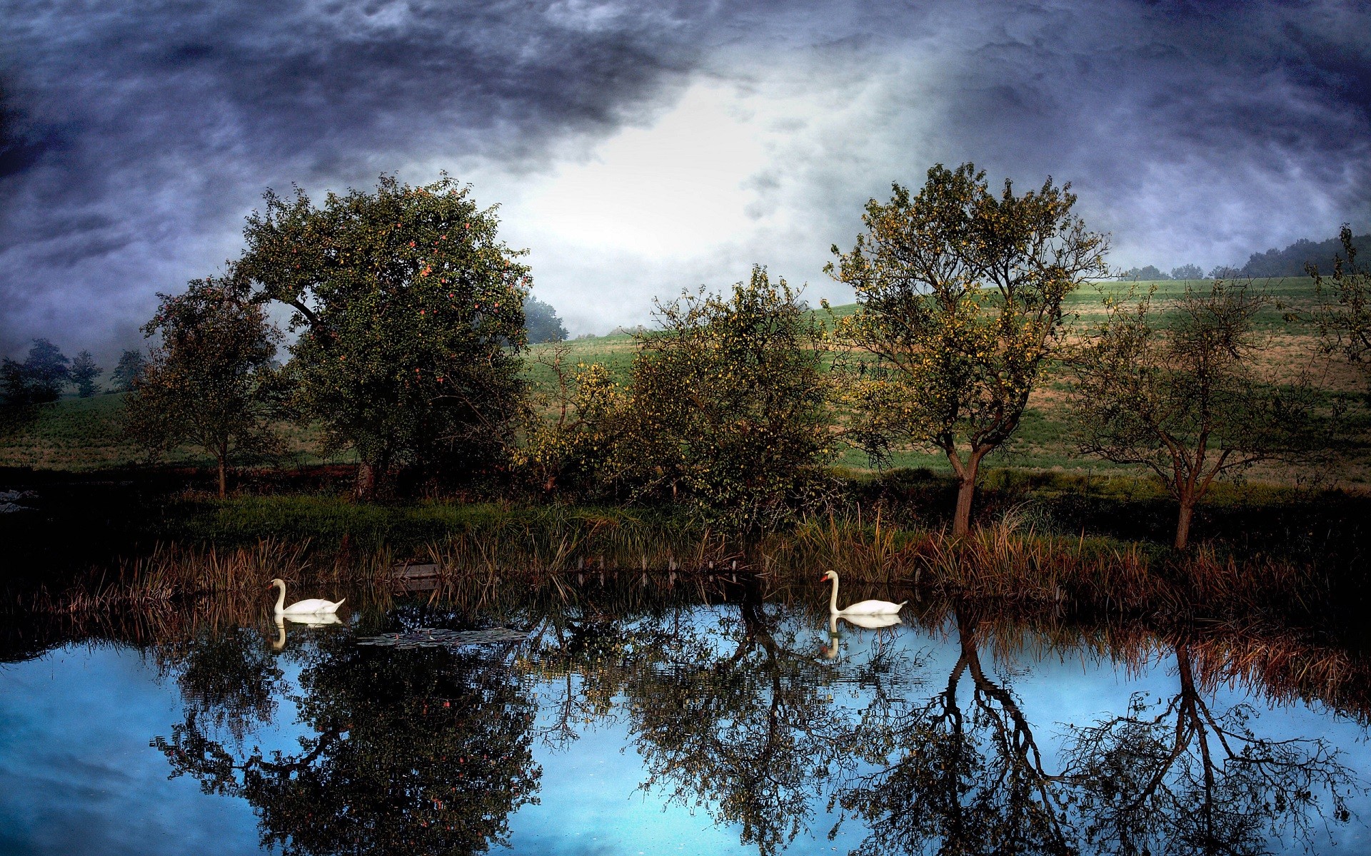 General 1920x1200 nature lake water trees animals reflection swans landscape birds