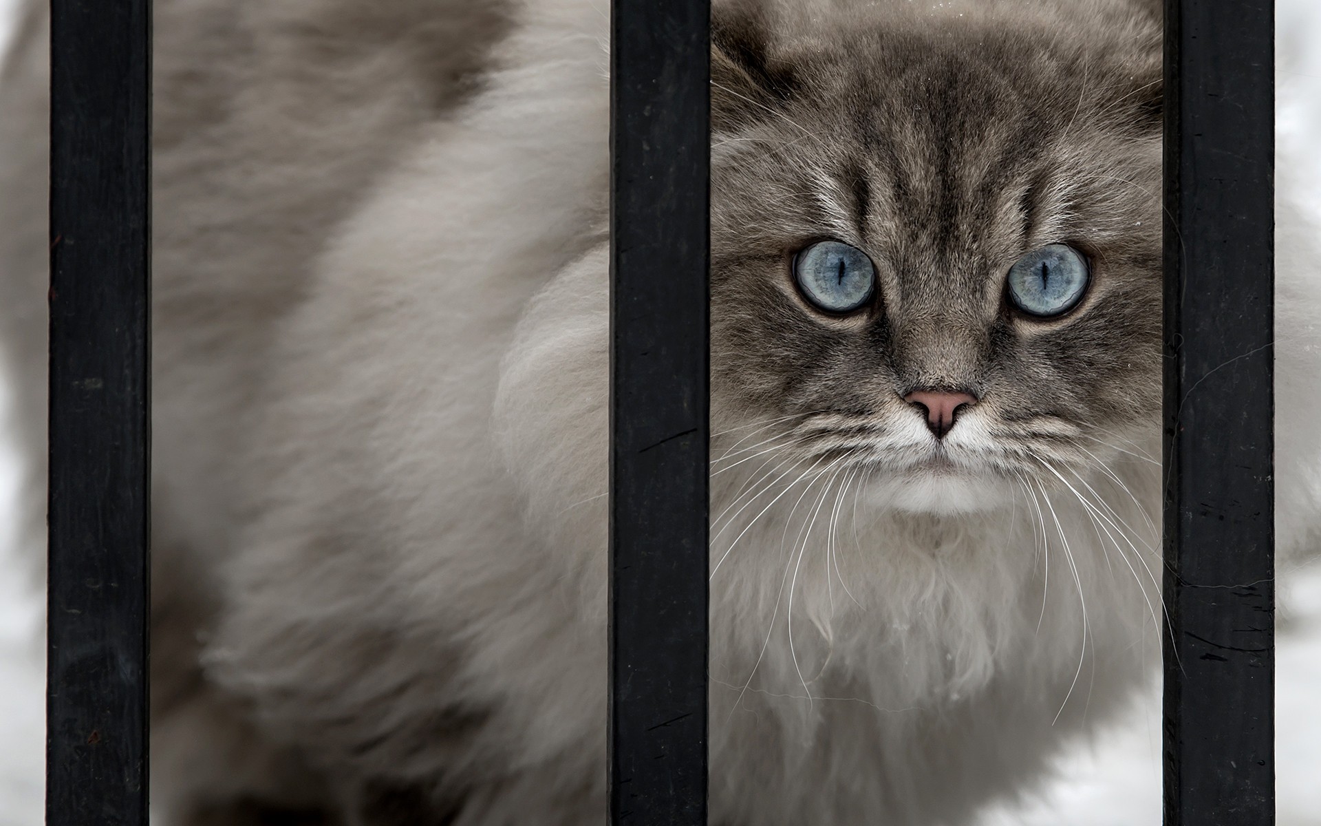 General 1920x1200 cats animal eyes fence door Siamese cats mammals blue eyes