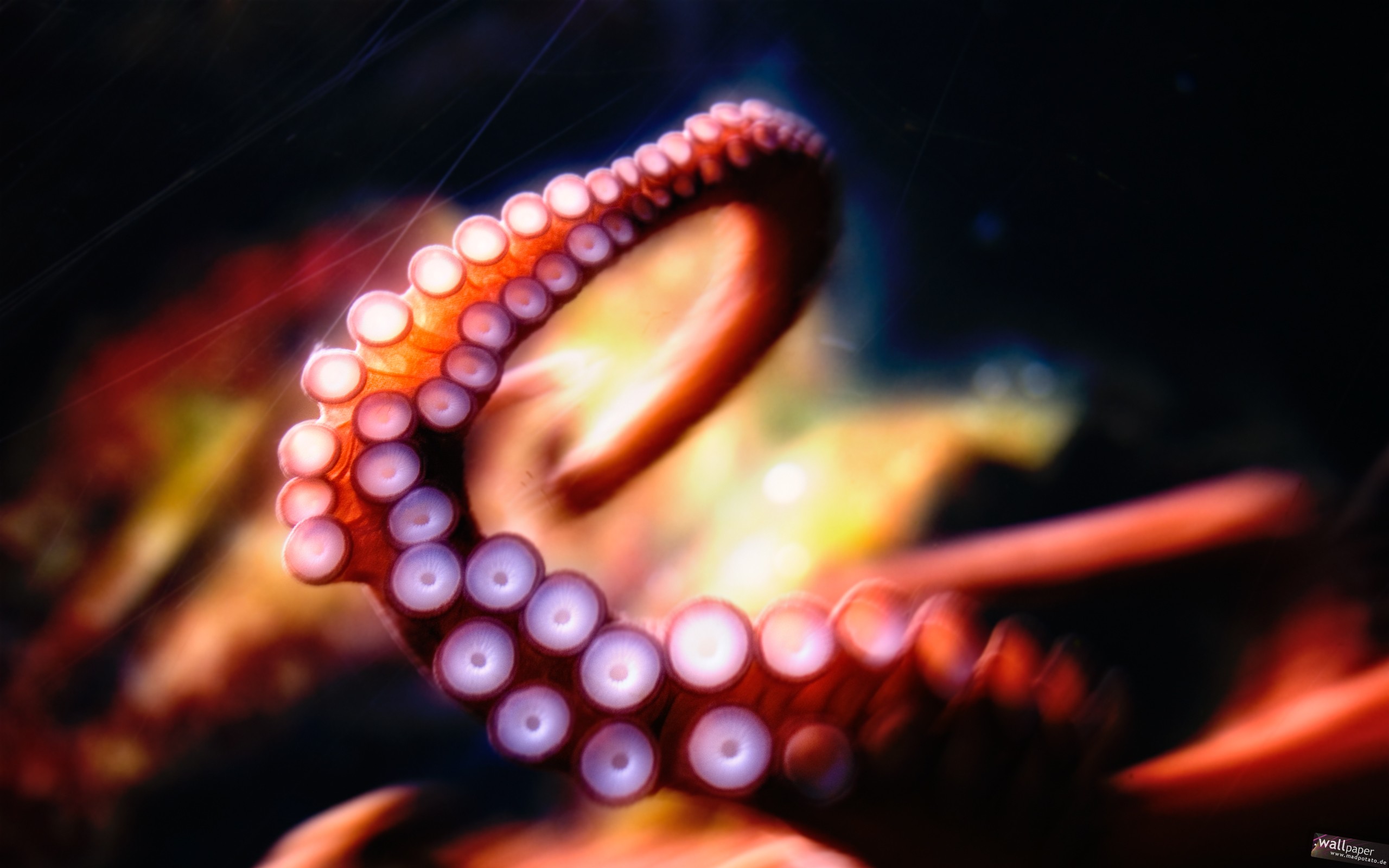 General 2560x1600 octopus tentacles underwater blurred
