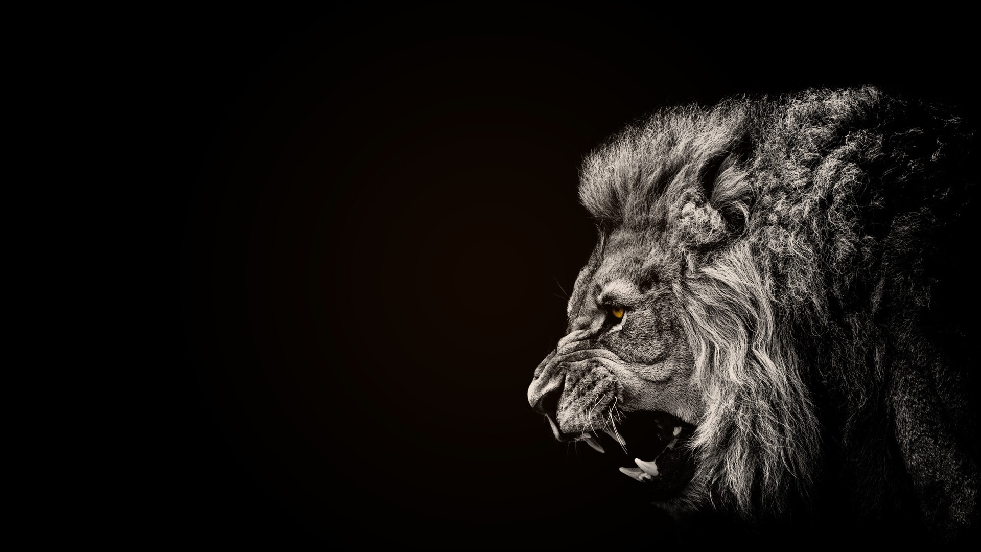 General 1920x1080 animals lion black selective coloring mammals artwork big cats simple background black background