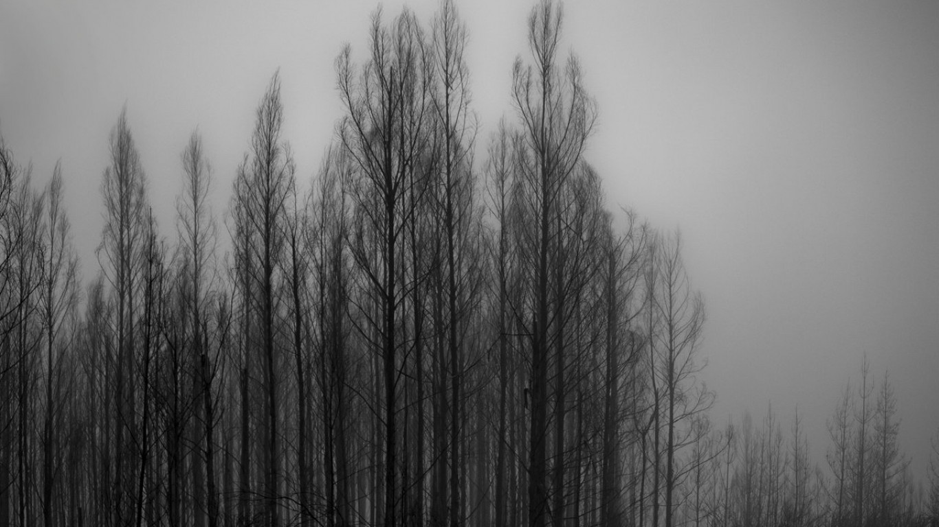 General 1366x768 trees monochrome outdoors