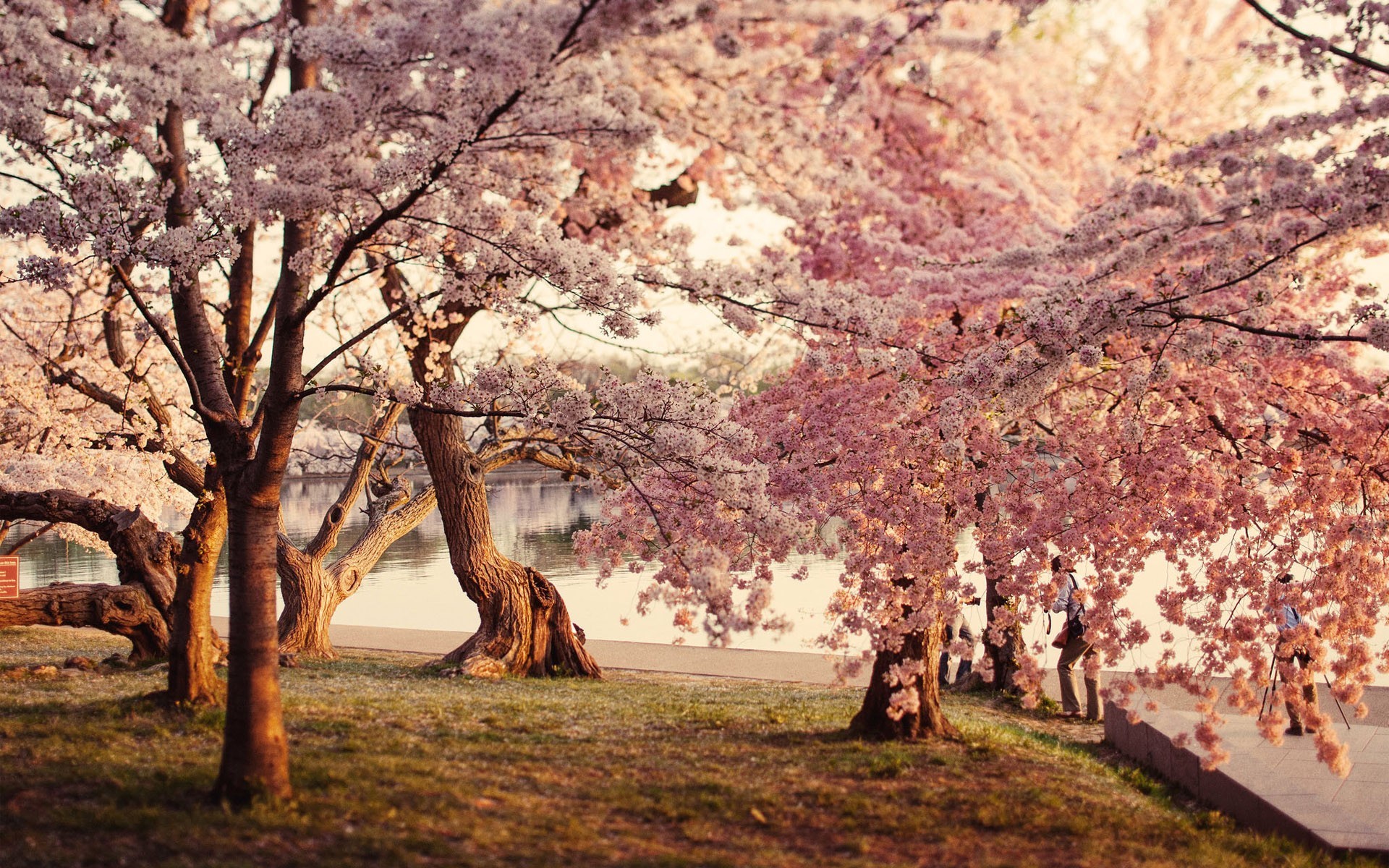 General 1920x1200 trees water grass cherry blossom
