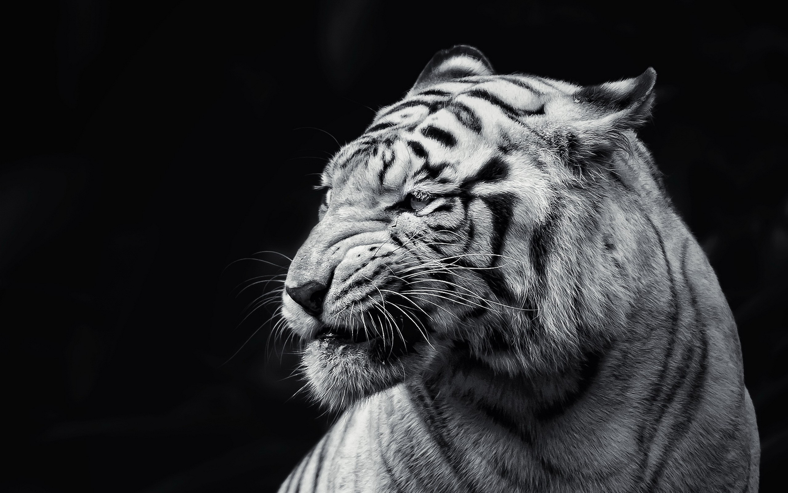 General 2560x1600 albino monochrome animals tiger mammals big cats simple background black background