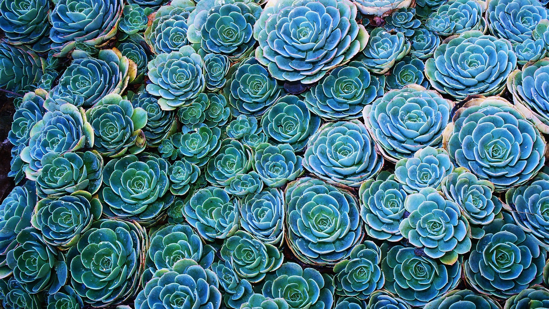 General 1920x1080 succulent nature plants flowers cyan blue turquoise macro green