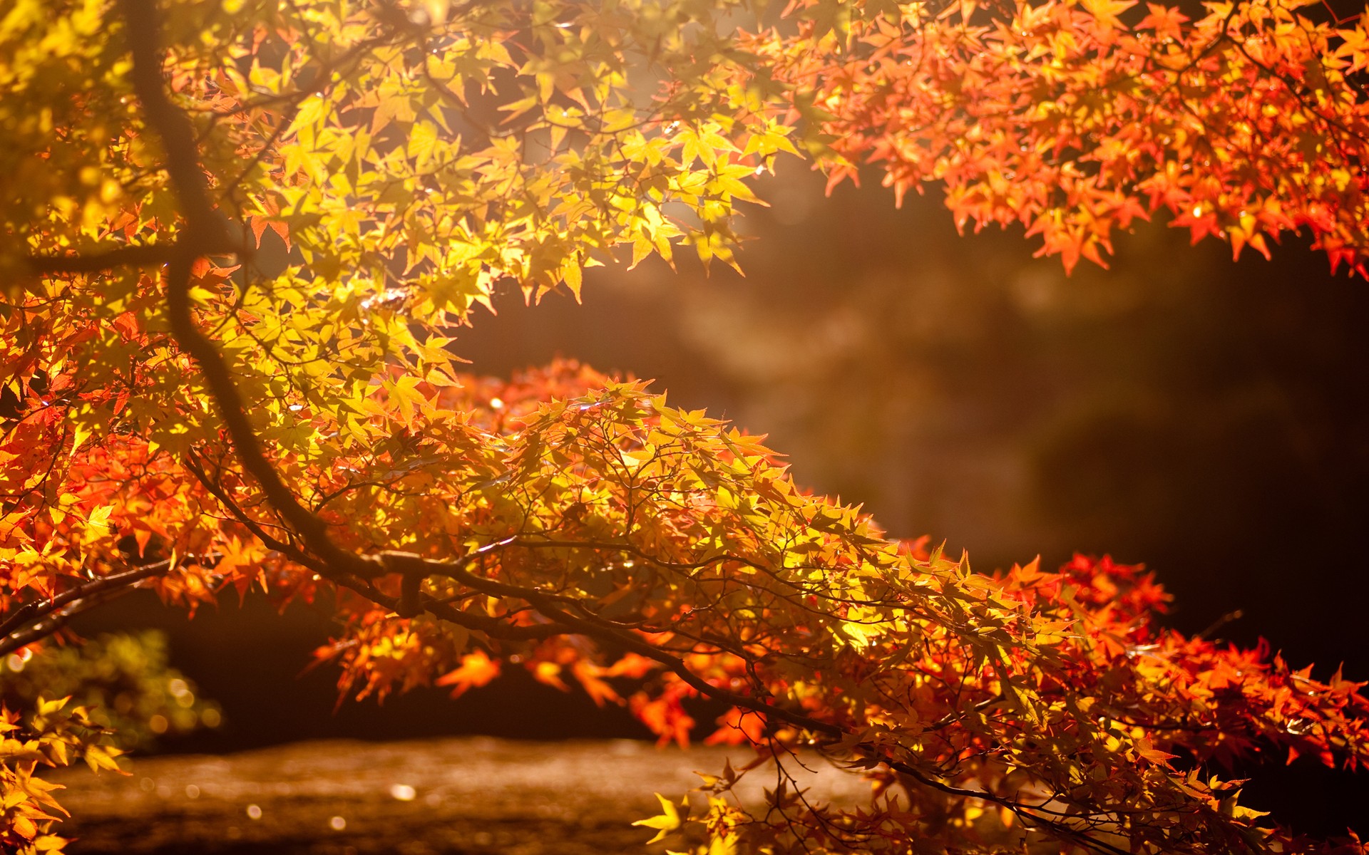 General 1920x1200 fall nature leaves branch sunlight photography blurred plants