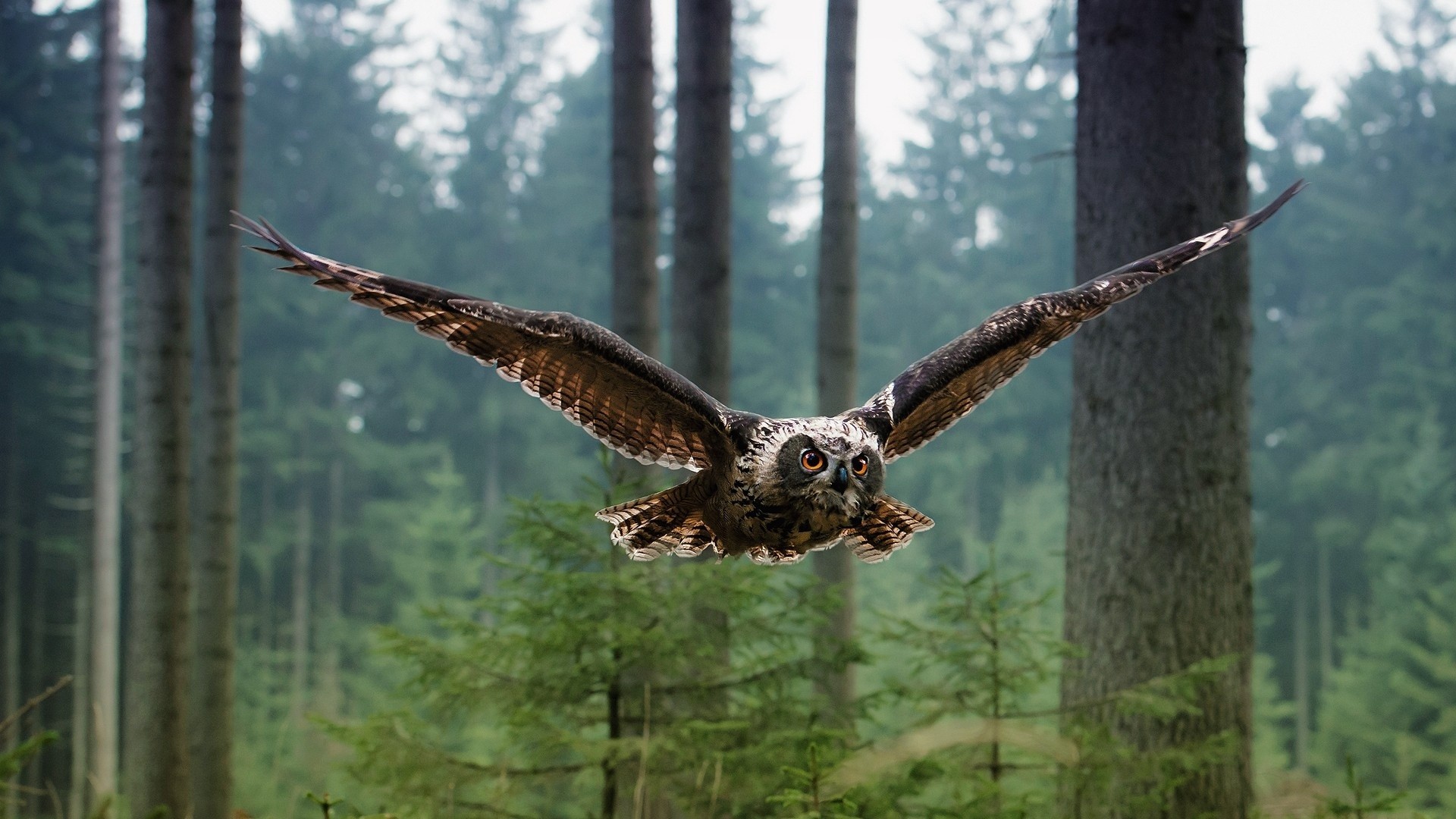 General 1920x1080 owl animals birds trees nature wings outdoors
