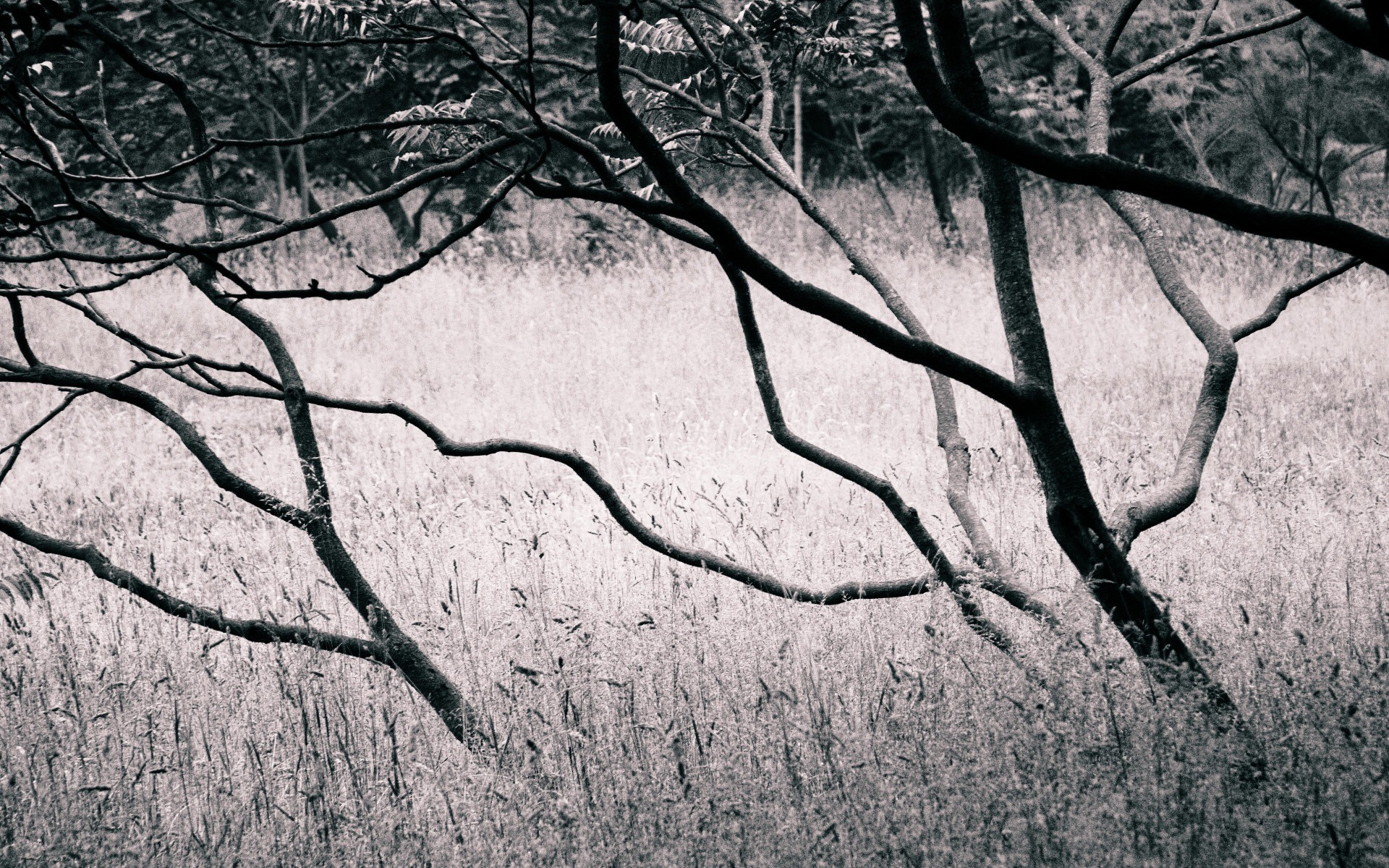 General 1920x1200 photography field nature trees plants monochrome