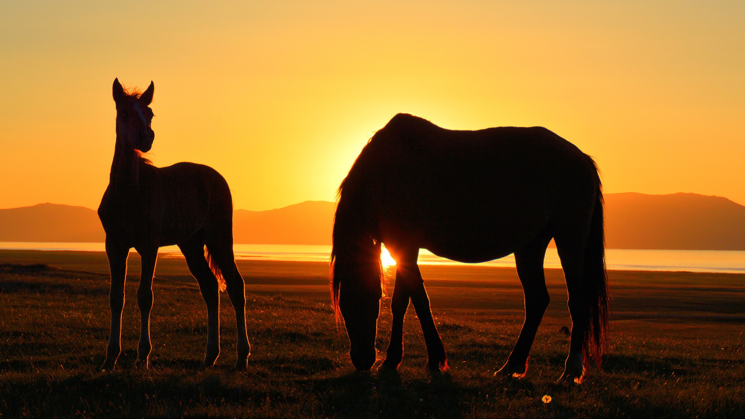 General 2560x1440 horse Kyrgyzstan Song Kul sunset lake silhouette animals mammals orange sky low light