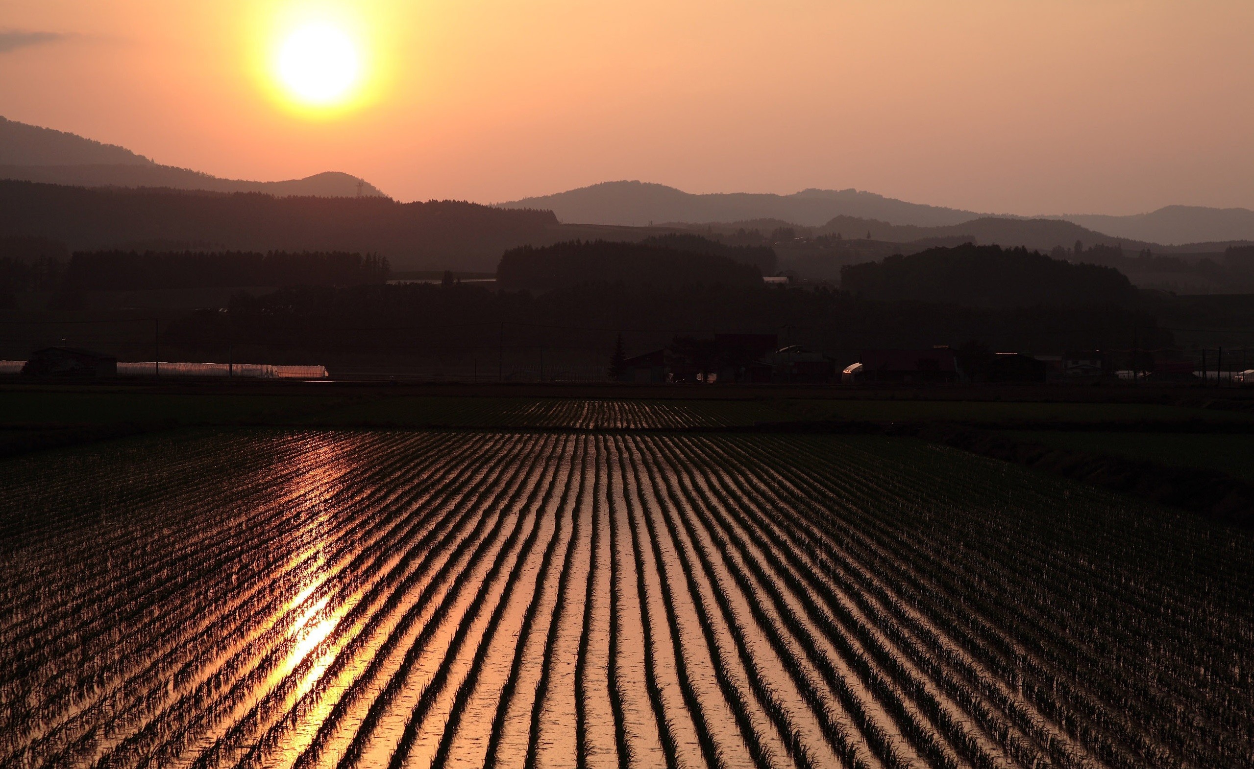General 2559x1571 photography landscape field sunset rice fields Agro (Plants) sunlight outdoors low light