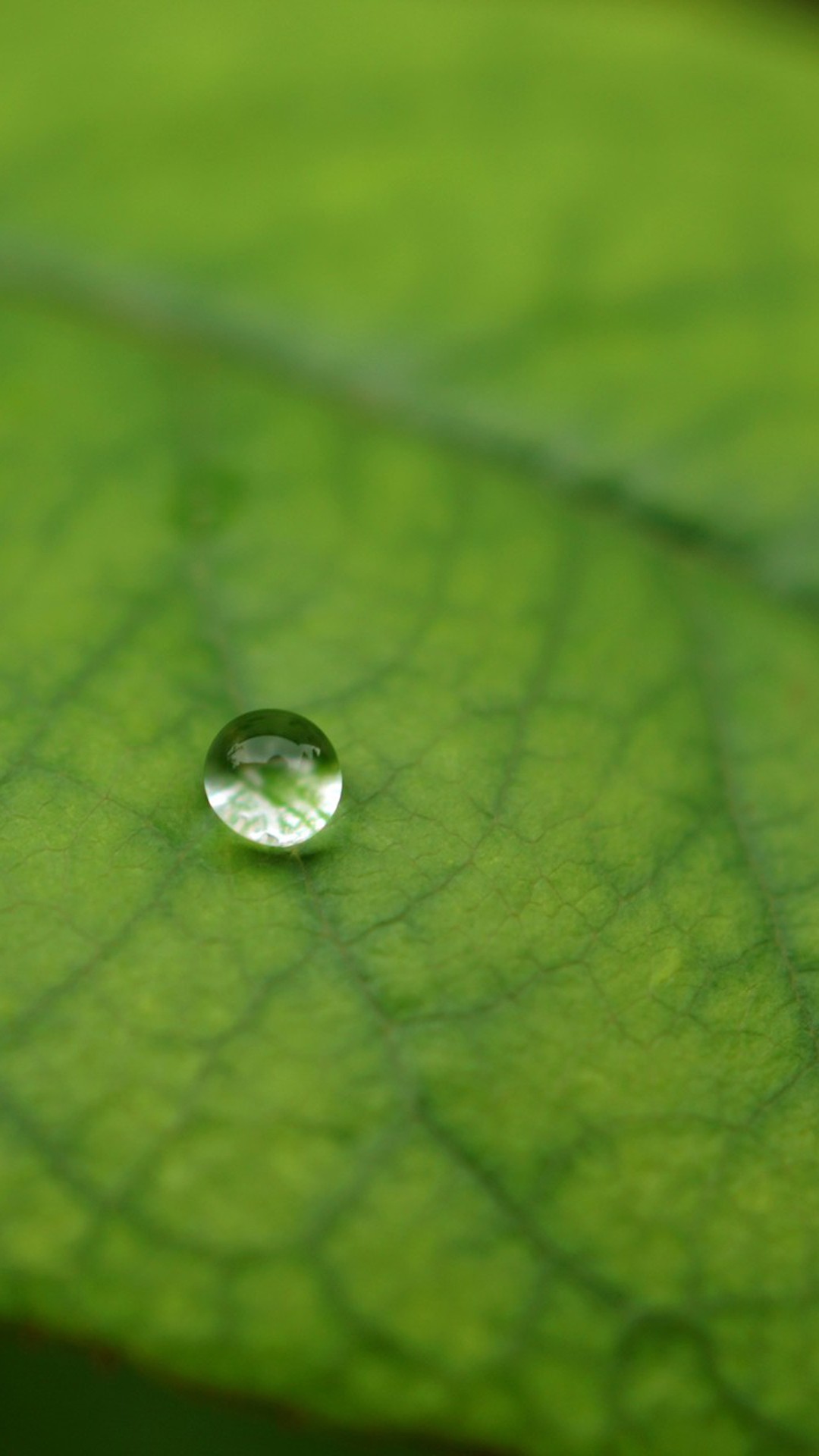 General 1080x1920 pivot water drops plants closeup leaves