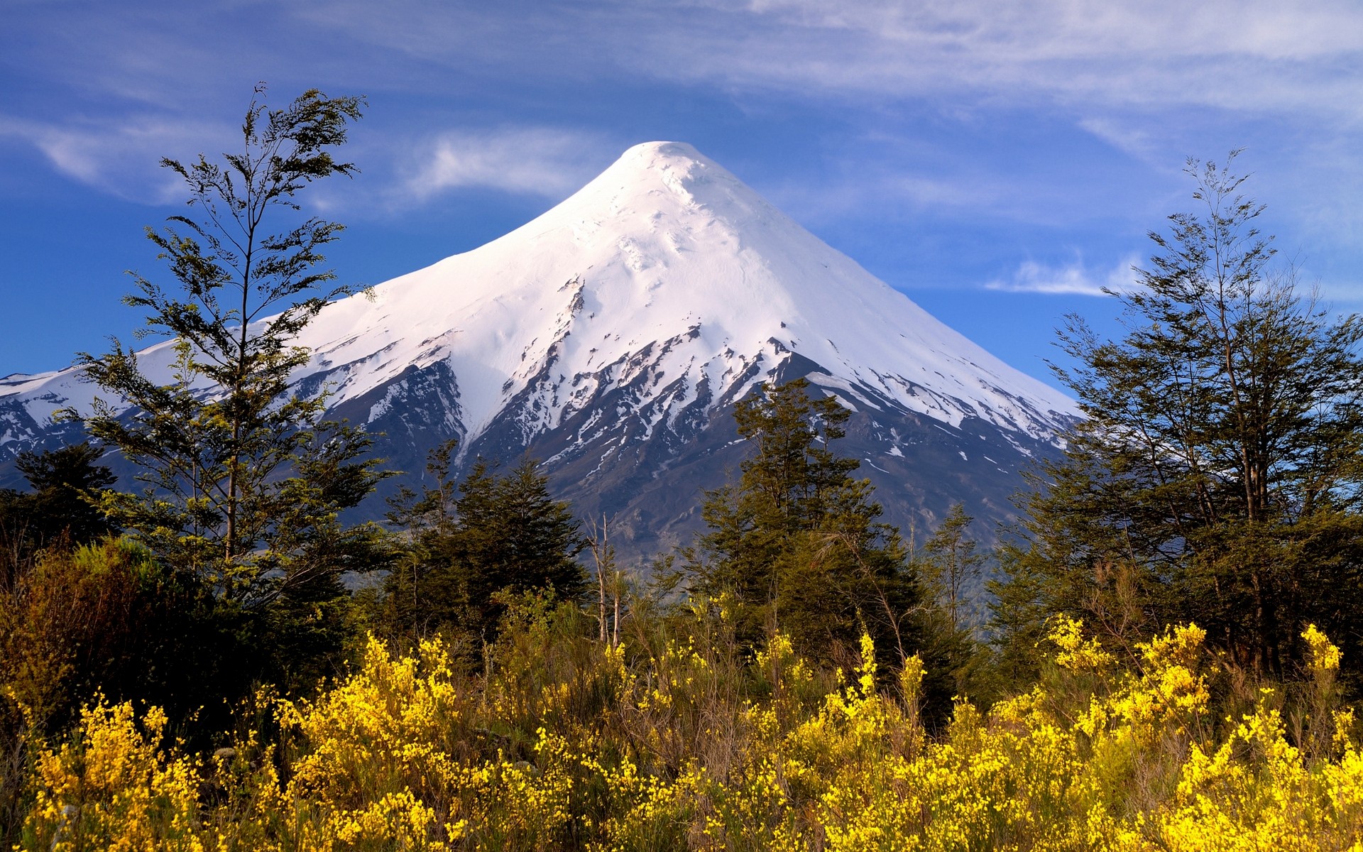 General 1920x1200 snowy peak volcano mountains Chile trees wildflowers shrubs white yellow nature landscape snowy mountain South America