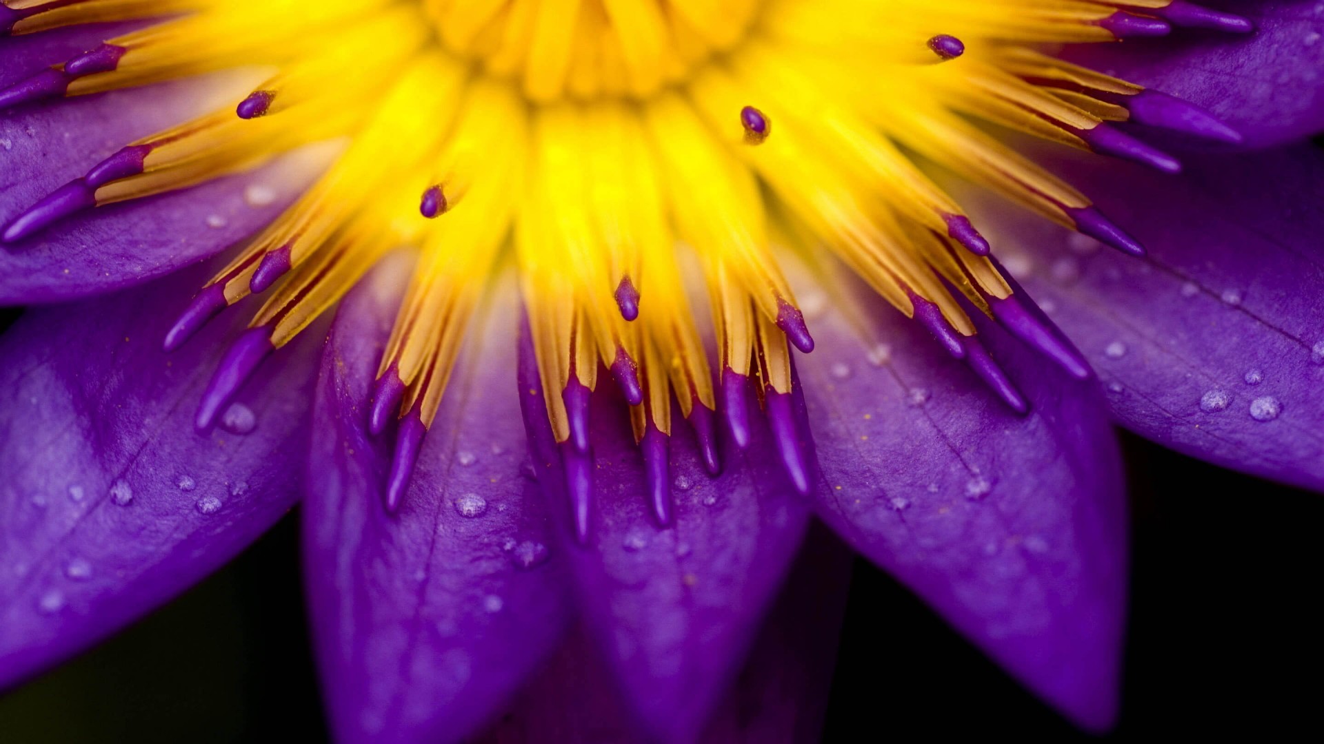 General 1920x1080 purple water drops lilies flowers plants closeup